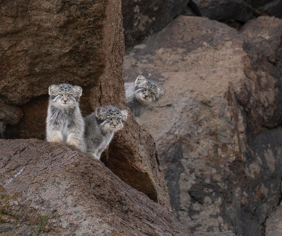 One? - Wild animals, Predatory animals, Pallas' cat, Cat family, Small cats, Young, wildlife, Mongolia