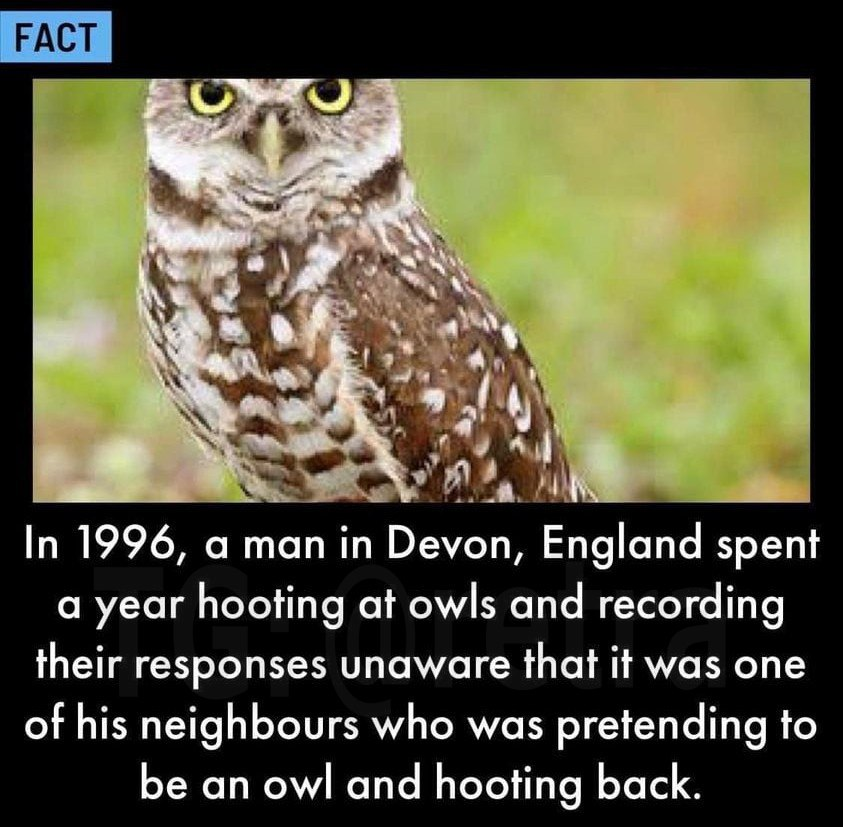 A common male hobby is to hang out in the street in the evenings - owl man, Birds