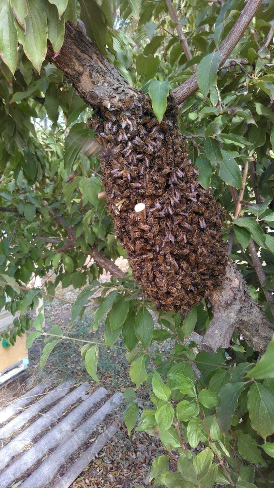 Bee swarming in September - My, Beekeeping, Unusual, Краснодарский Край, Autumn, Swarming bees, Bees, Longpost