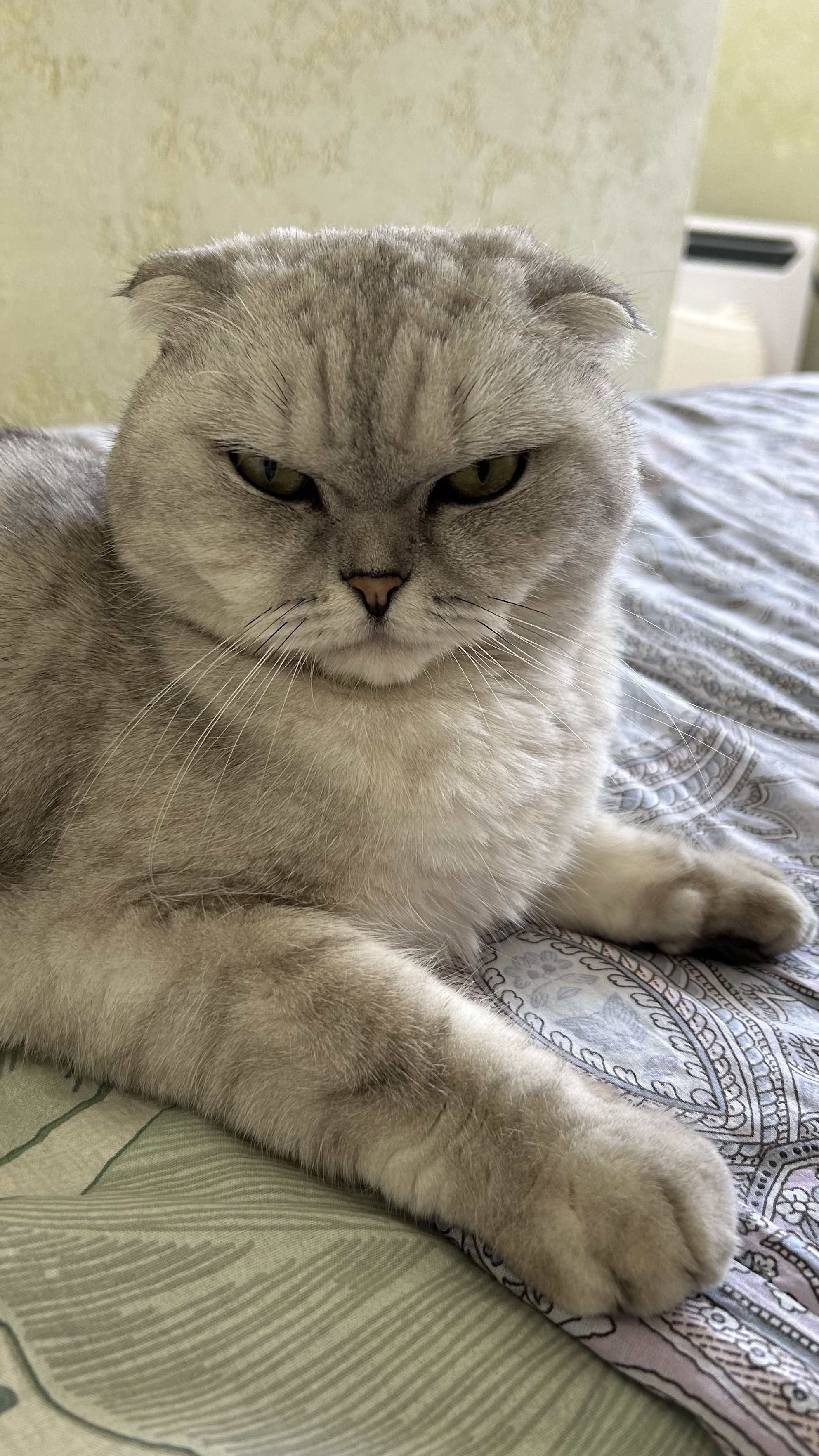 What do you mean, this is your house and I'm not the boss here? Go to bed, Natasha, you're out of your mind! - My, cat, Animals, Pets, Scottish lop-eared, Humor, The photo