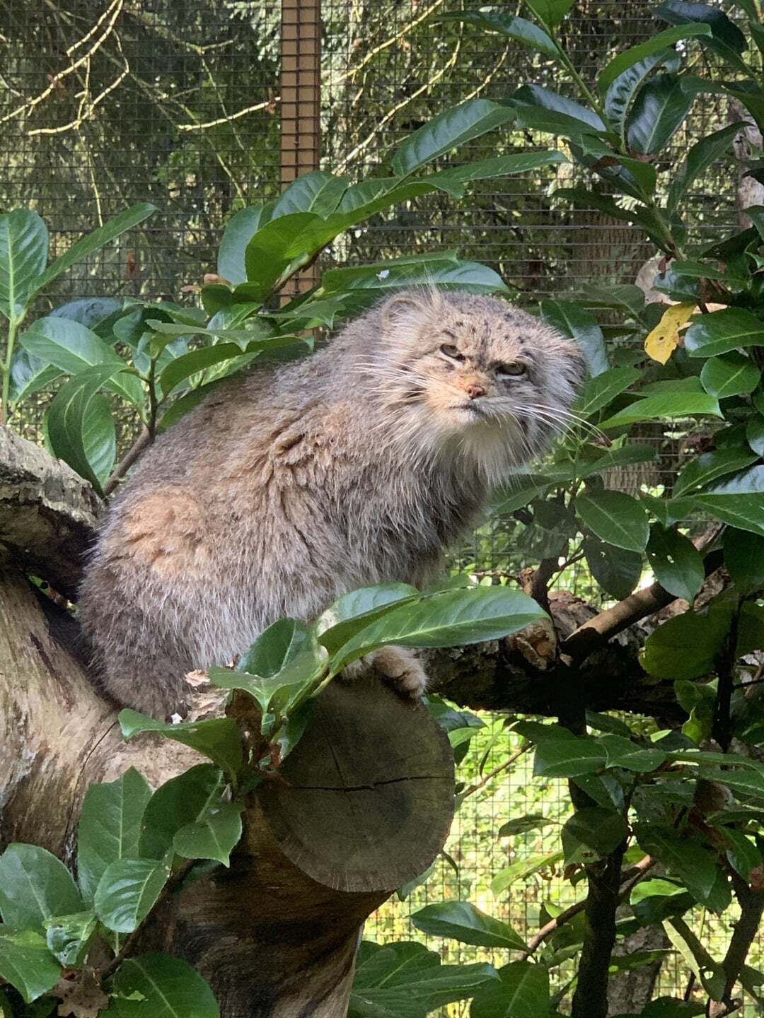 Bye everyone, colleagues! The working day is over! - Wild animals, Predatory animals, Pallas' cat, Cat family, Small cats, The photo, Zoo, Reddit (link)