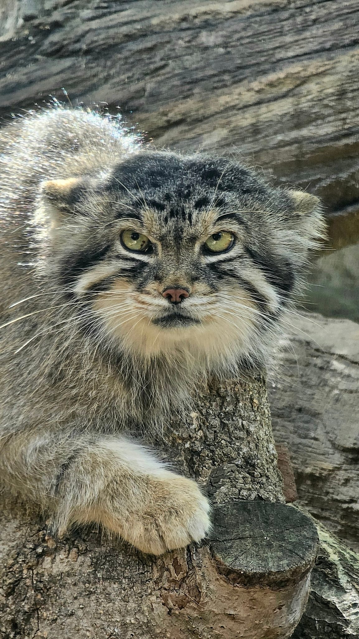 Morning is never good... - Wild animals, Zoo, Predatory animals, Cat family, Pallas' cat, Small cats