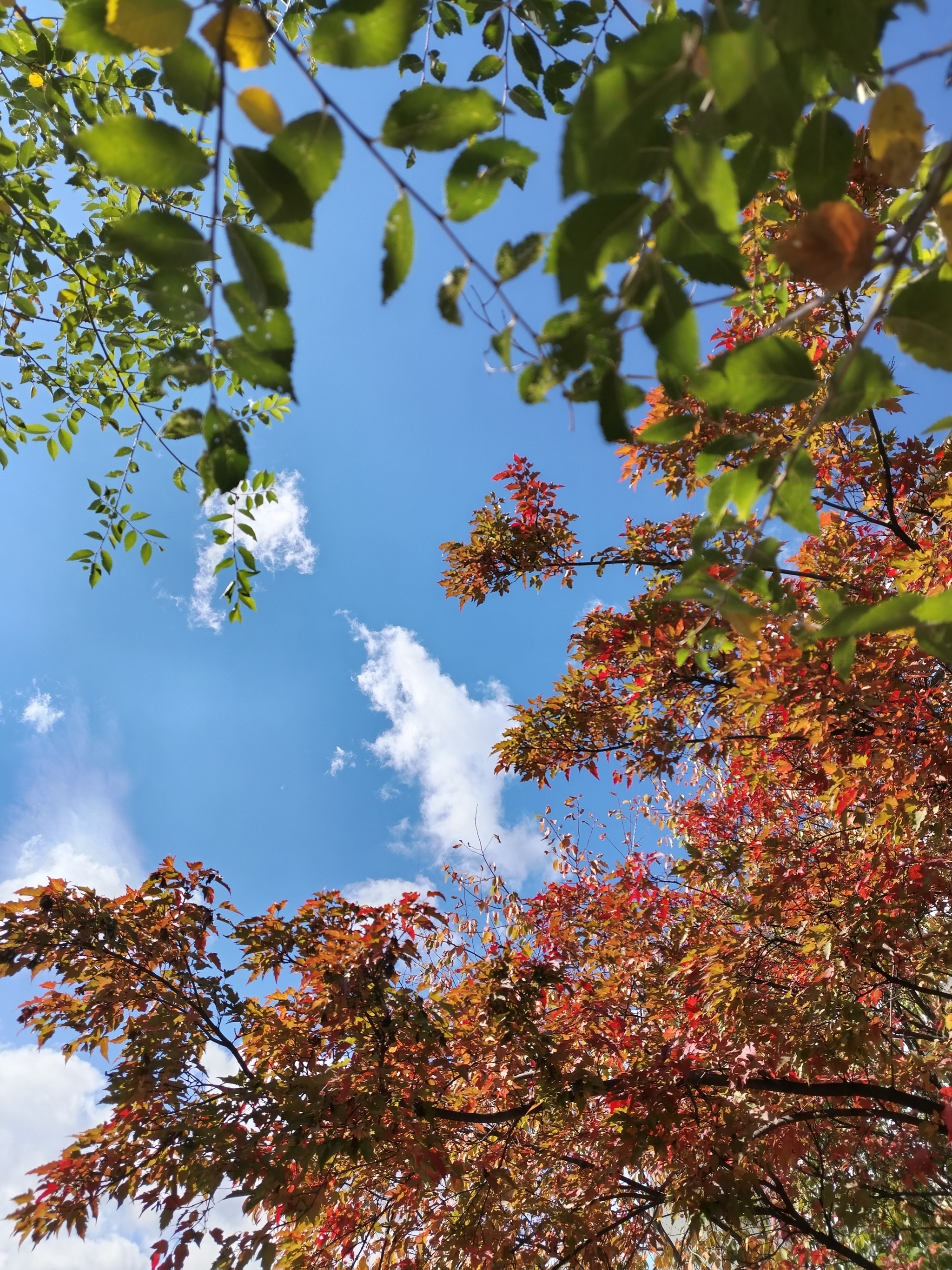 Beauty of autumn - My, Autumn, Sky, Longpost, Tree, The photo