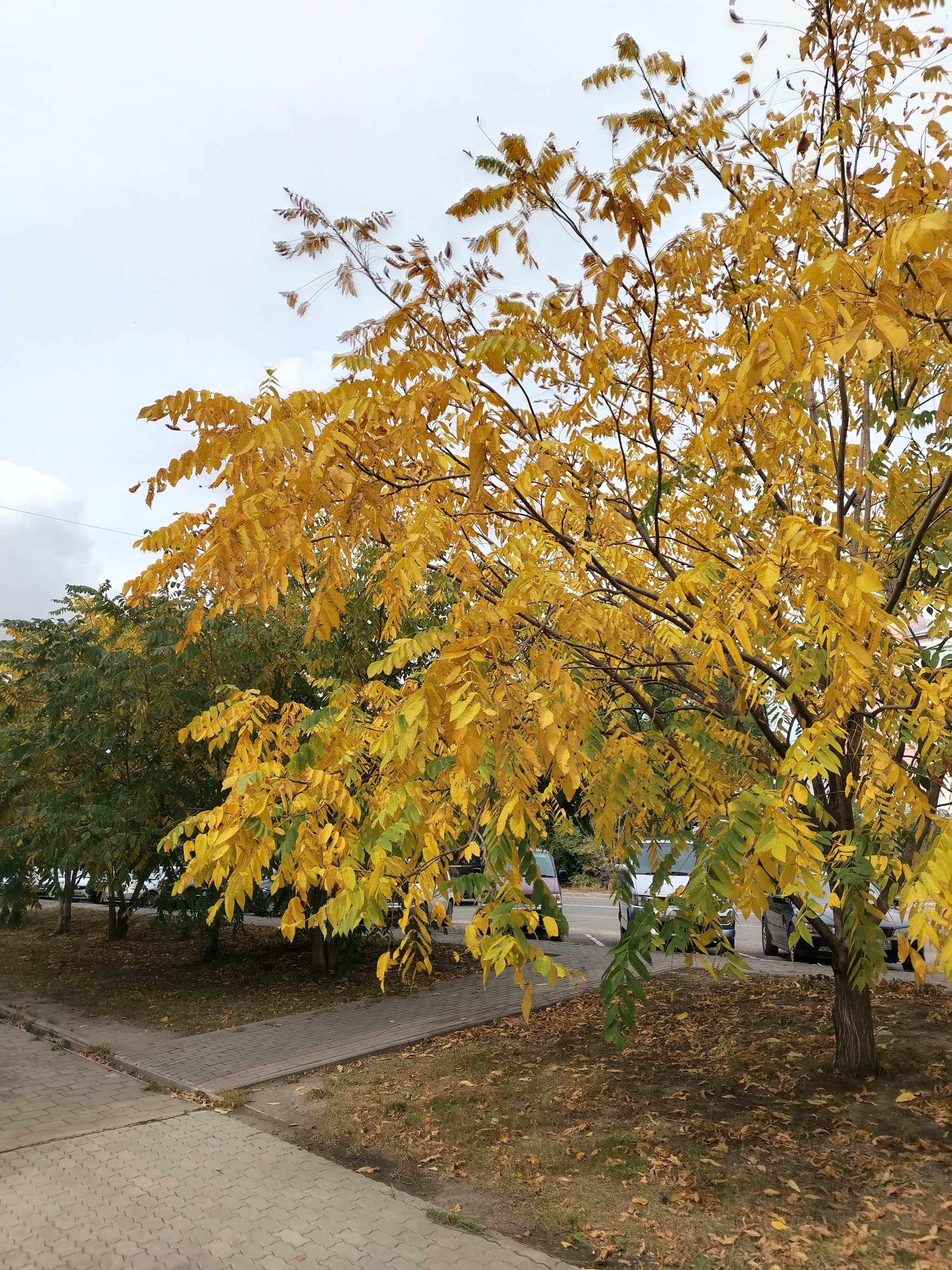 Beauty of autumn - My, Autumn, Sky, Longpost, Tree, The photo