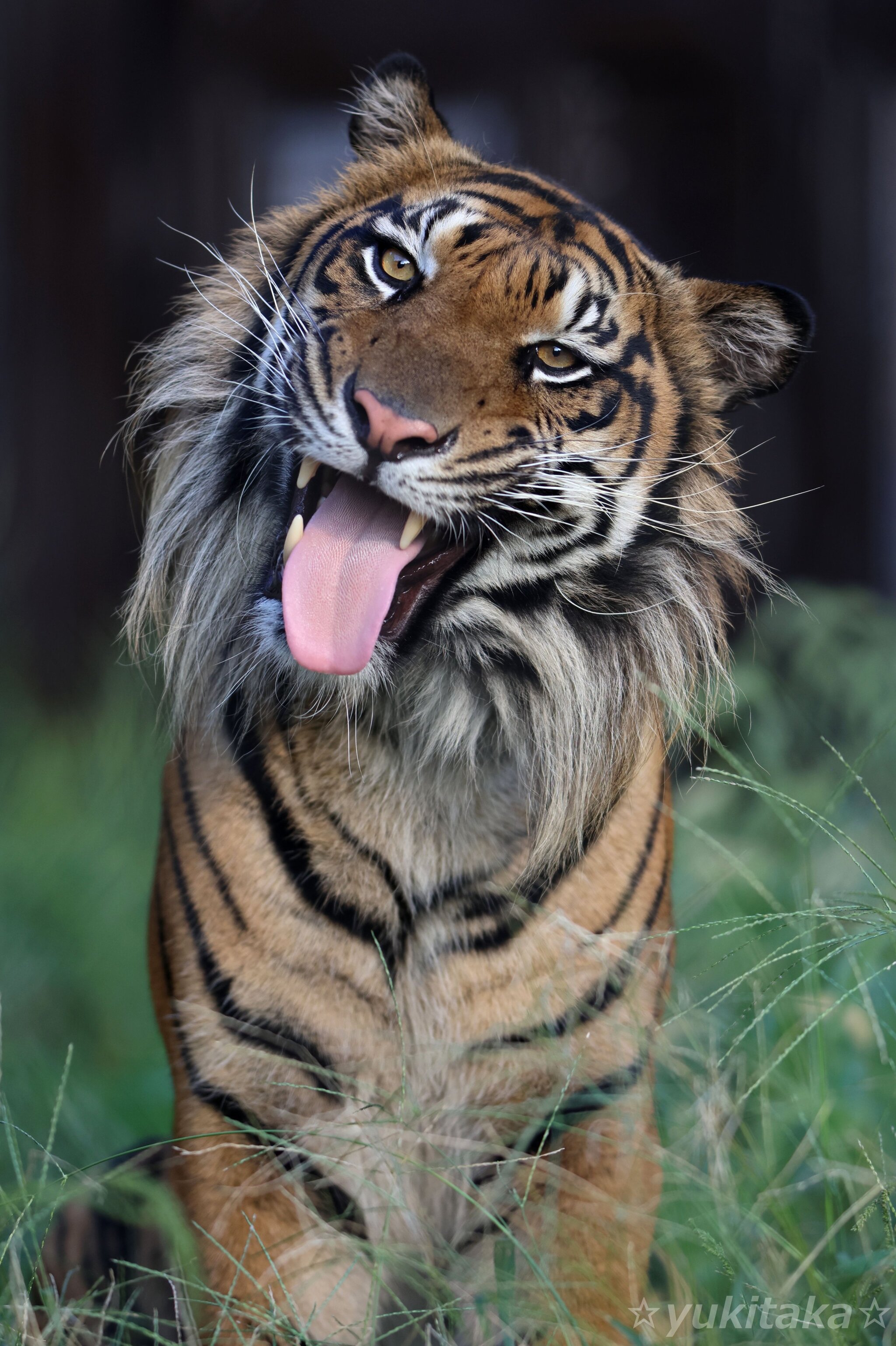 Charming - Tiger, Wild animals, Zoo, Predatory animals, Cat family, Big cats, Language