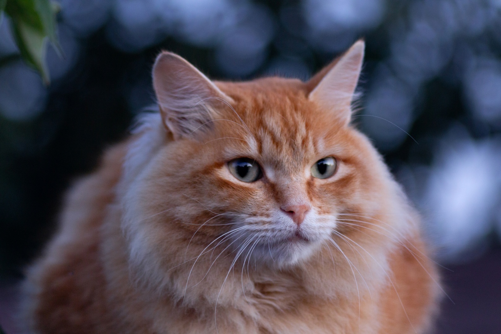 Just Vasily - The photo, Animals, cat, Cat family, Cat lovers, Redheads, Fluffy, Fat cats, Pet the cat, Memes, Paws