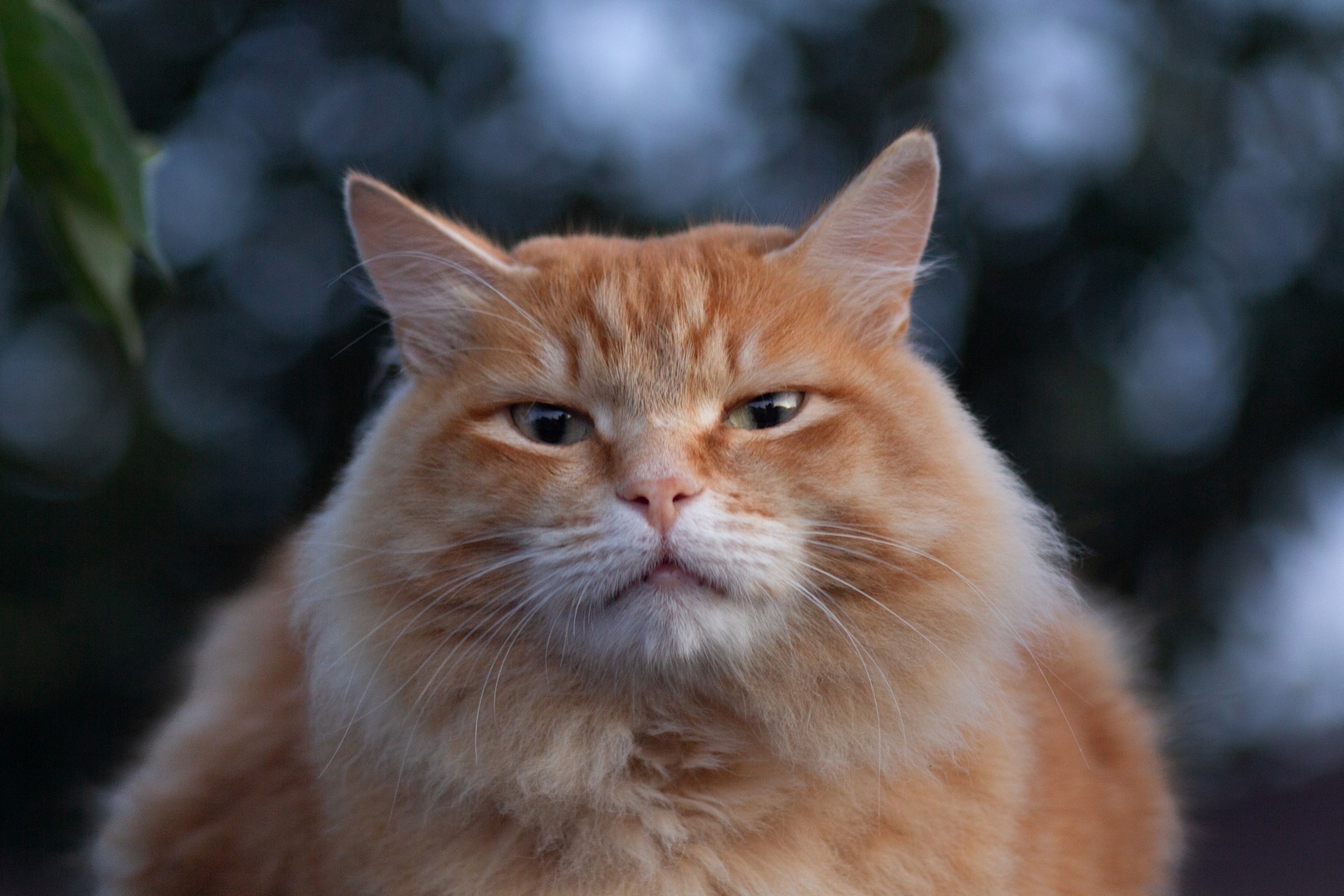 Just Vasily - The photo, Animals, cat, Cat family, Cat lovers, Redheads, Fluffy, Fat cats, Pet the cat, Memes, Paws