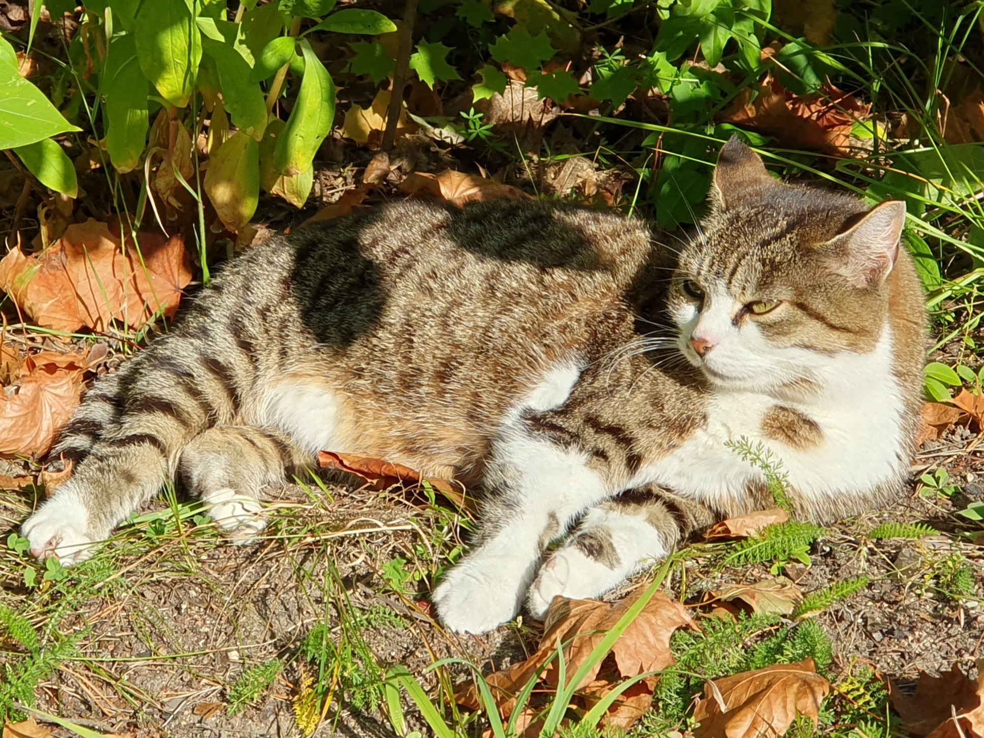 Коты санаторские - Моё, Кот, Восток-6, Санаторий, Малые кошки, Длиннопост