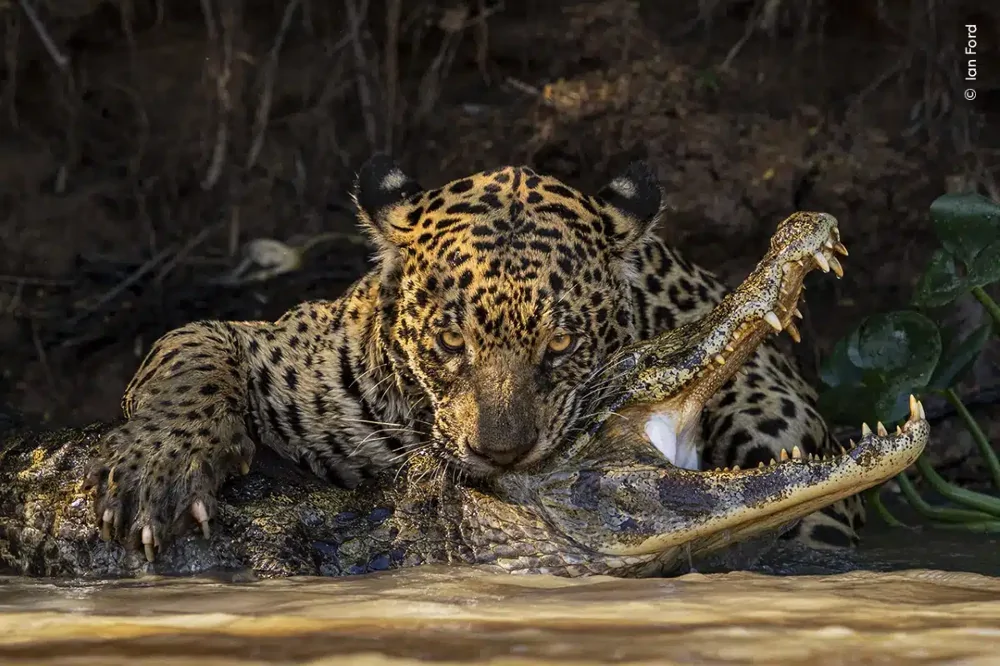 Some of the highly commended photographs in the 2024 Wildlife Photographer of the Year competition - The photo, wildlife, beauty, Animals, Wild animals, Fishkinet, Longpost