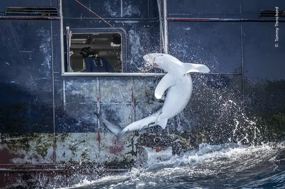 Some of the highly commended photographs in the 2024 Wildlife Photographer of the Year competition - The photo, wildlife, beauty, Animals, Wild animals, Fishkinet, Longpost