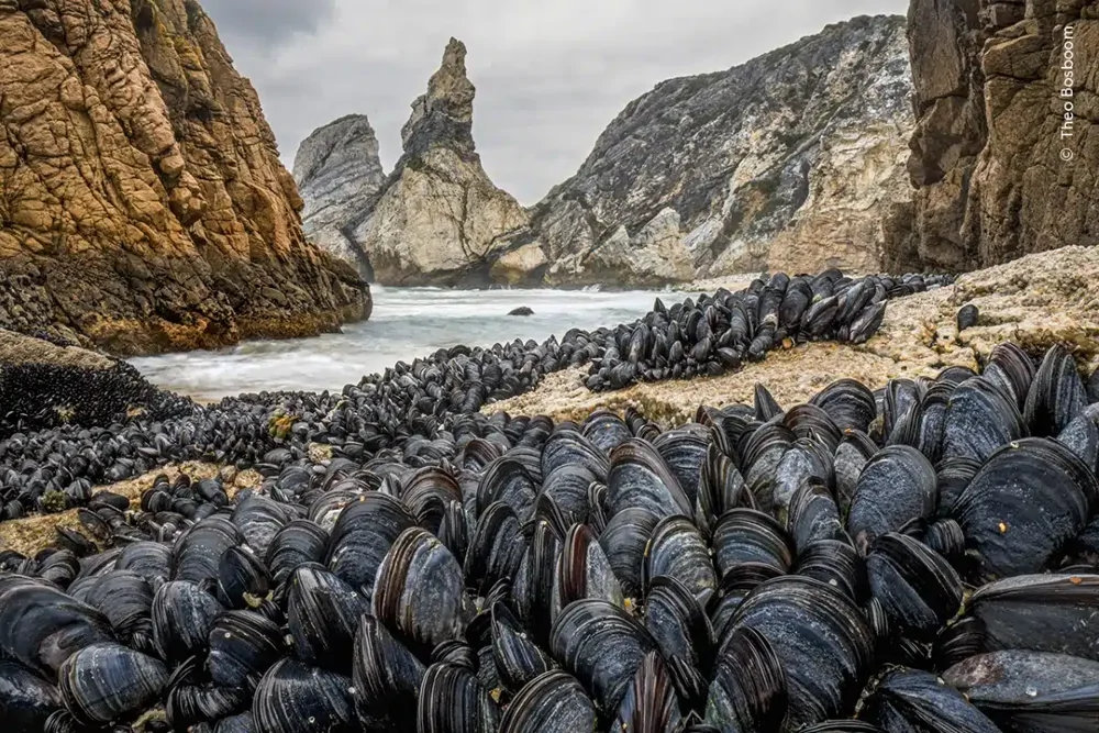 Some of the highly commended photographs in the 2024 Wildlife Photographer of the Year competition - The photo, wildlife, beauty, Animals, Wild animals, Fishkinet, Longpost