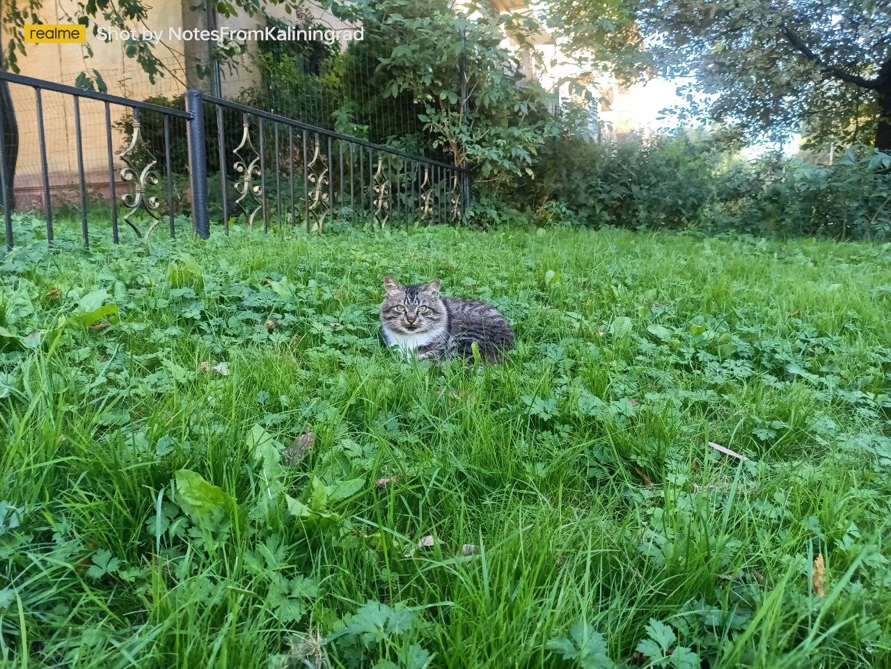 Городские красавцы - Моё, Кот, Калининград, Прогулка по городу, Пушистые, Погладь кота, Калининградская область, Уличная фотография, Фотография