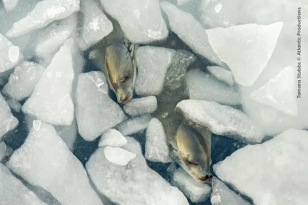 Some of the highly commended photographs in the 2024 Wildlife Photographer of the Year competition - The photo, wildlife, beauty, Animals, Wild animals, Fishkinet, Longpost