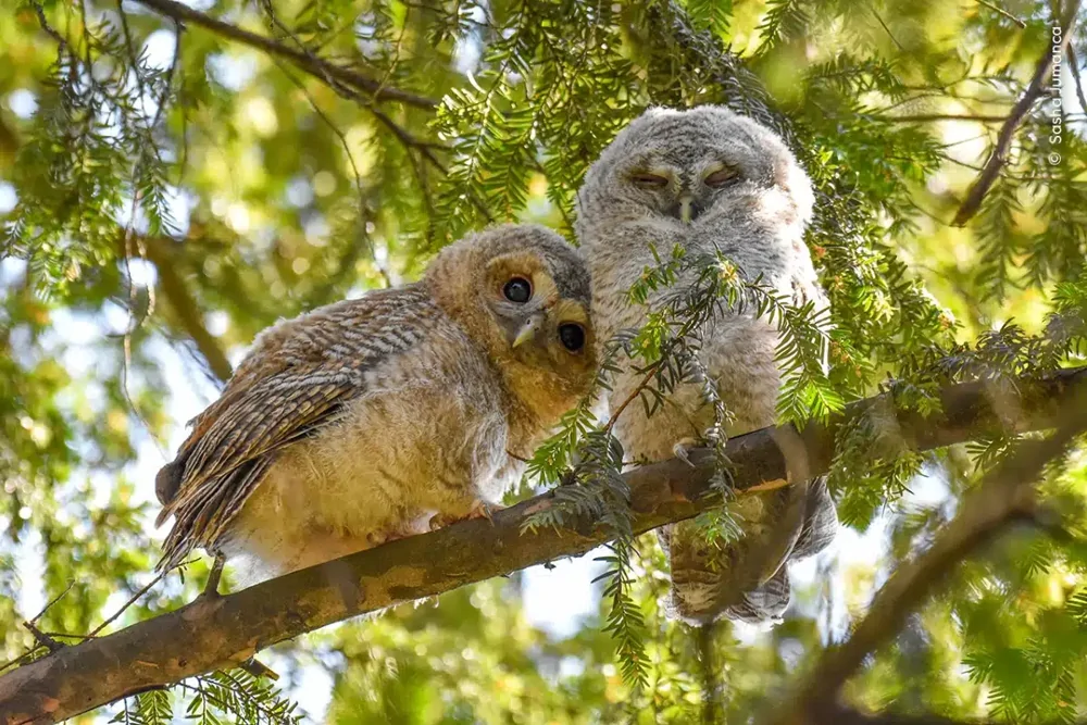 Some of the highly commended photographs in the 2024 Wildlife Photographer of the Year competition - The photo, wildlife, beauty, Animals, Wild animals, Fishkinet, Longpost