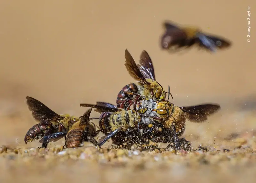 Some of the highly commended photographs in the 2024 Wildlife Photographer of the Year competition - The photo, wildlife, beauty, Animals, Wild animals, Fishkinet, Longpost