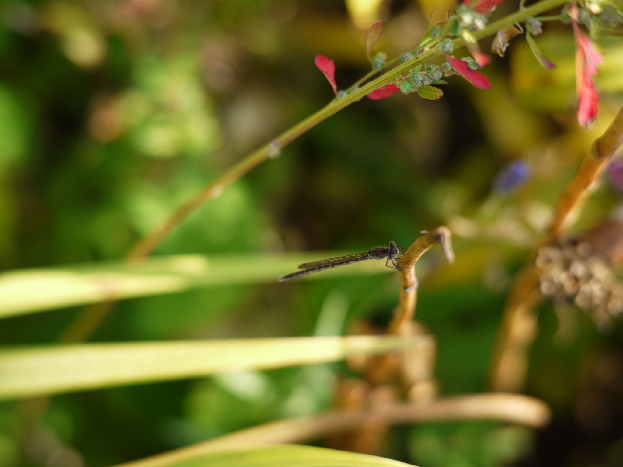 Dragonfly - My, Beginning photographer, Nature, Summer, 50mm, The photo, Dragonfly