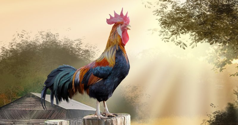 Why do roosters crow and how do they determine the time when they need to sing? - Rooster, Cock-a-doodle-doo, Song, Alarm, Birds, Bigpiccha, Longpost