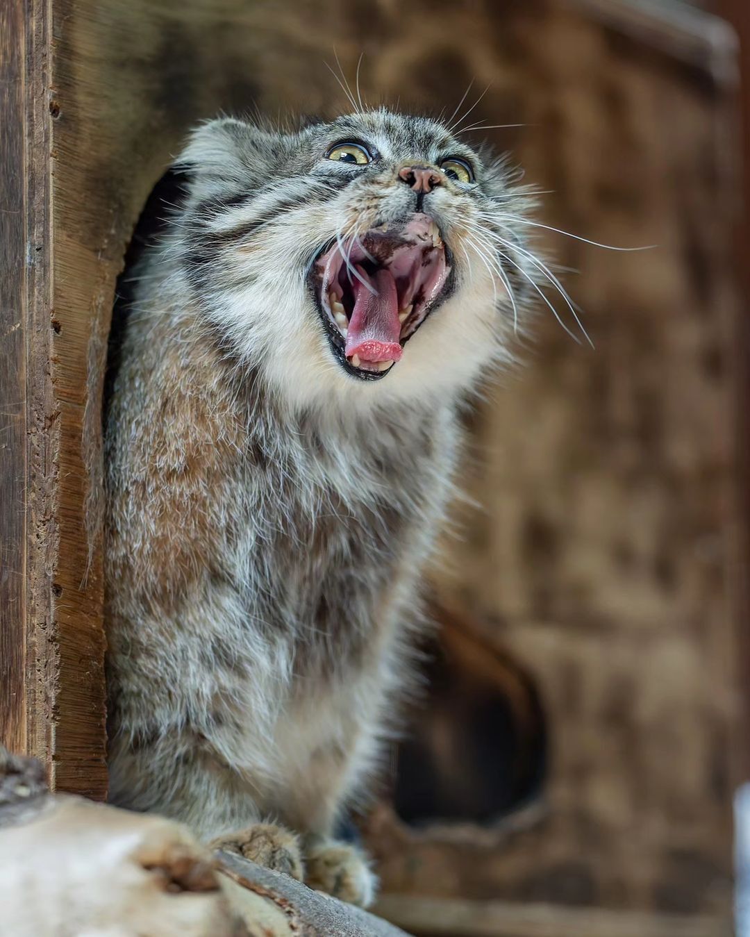 It's Friday! - Wild animals, Predatory animals, Pallas' cat, Cat family, Small cats, The photo, Zoo