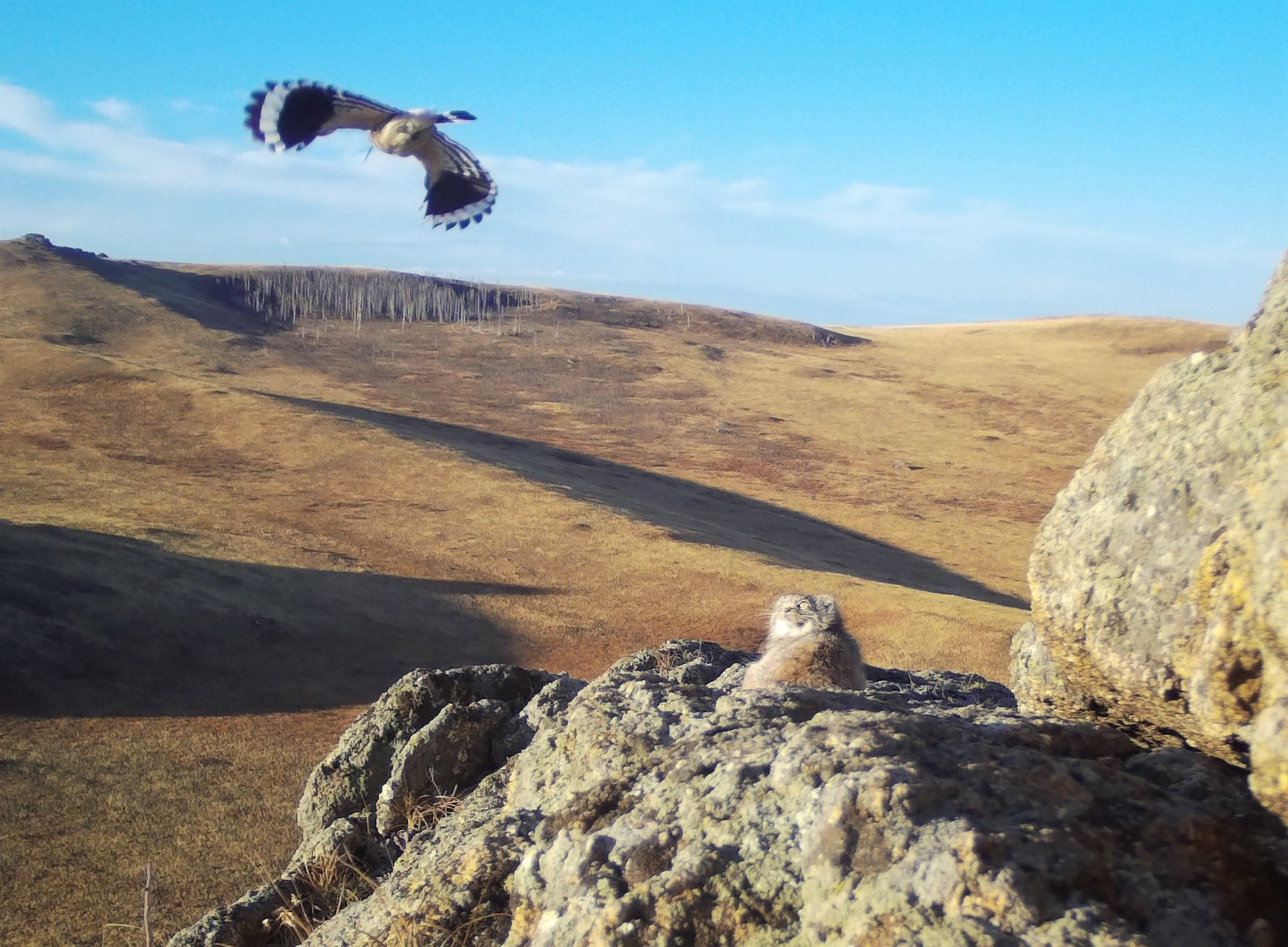 The cuckoo has flown... - Pallas' cat, Wild animals, Predatory animals, Cat family, Small cats, Reserves and sanctuaries, Hoopoe, Dauria, Steppe, wildlife, Birds