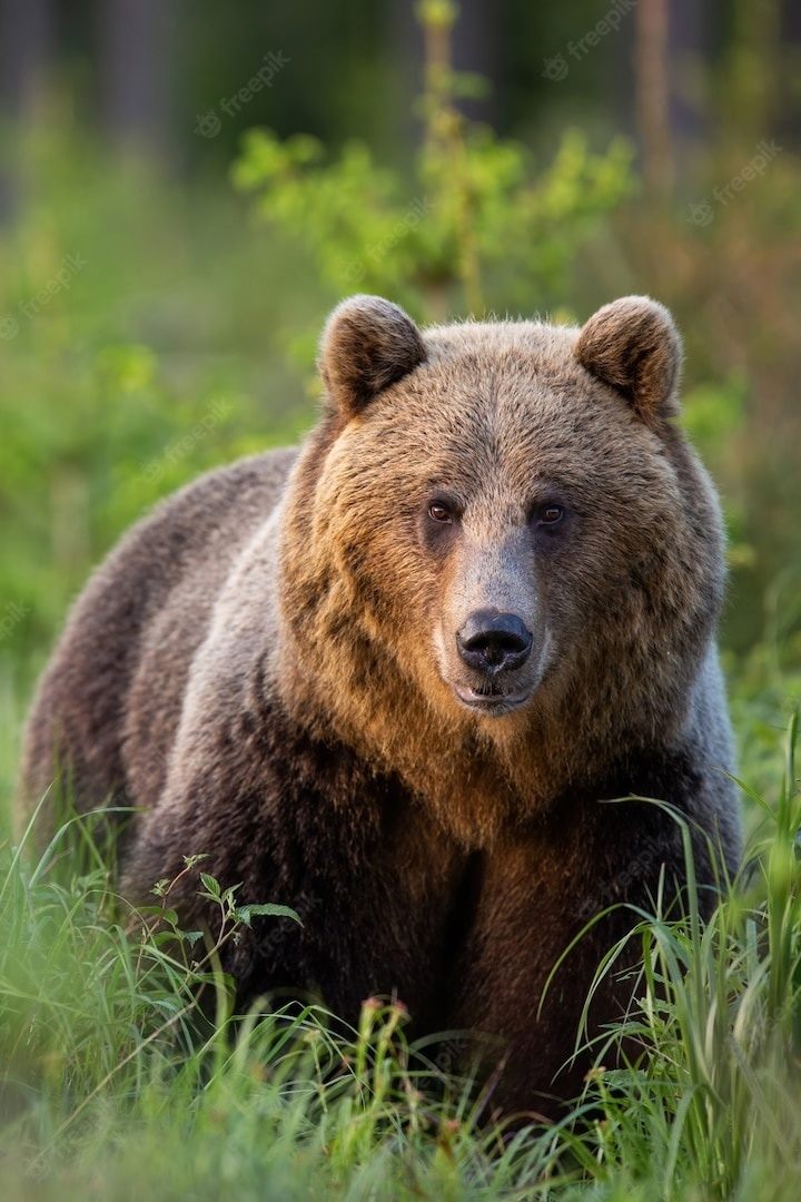 IT'S QUIET HERE FOR ME - My, The Bears, Story, Forest, A life, Animals, Text, Author's story, Creation, Writing, Literature, About everything