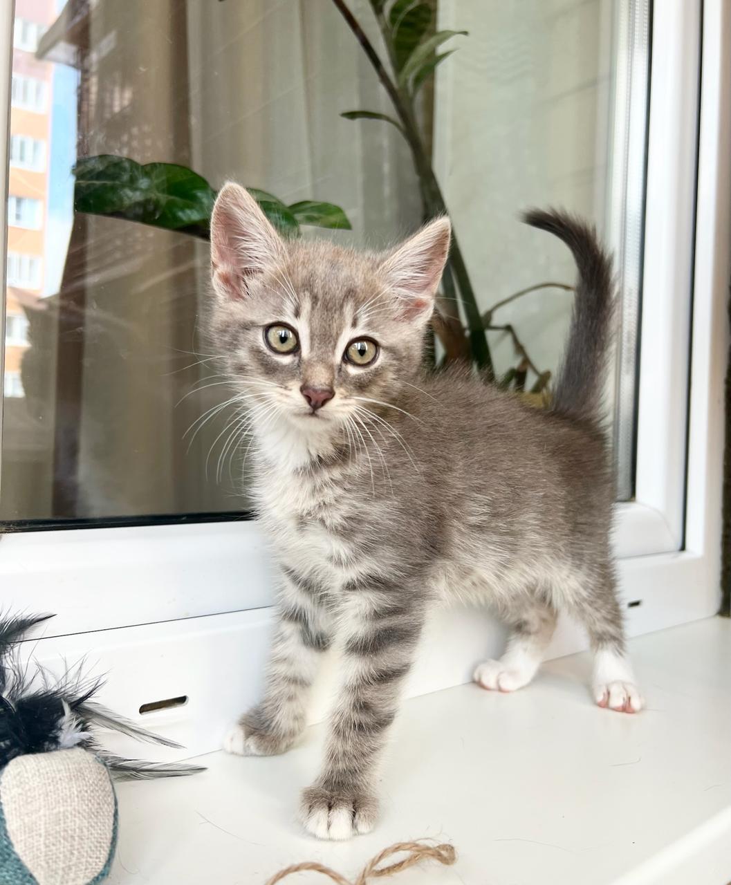 Nice kitten Tima - pure charm in good hands - My, In good hands, Homeless animals, cat, Shelter, Is free, Volunteering, Fluffy, Cat lovers, Longpost