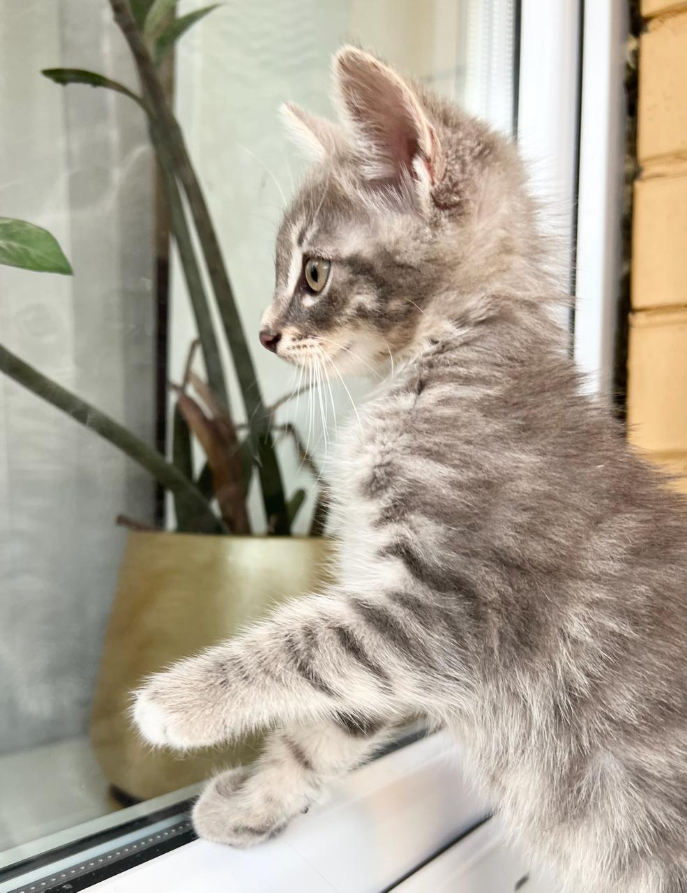 Nice kitten Tima - pure charm in good hands - My, In good hands, Homeless animals, cat, Shelter, Is free, Volunteering, Fluffy, Cat lovers, Longpost