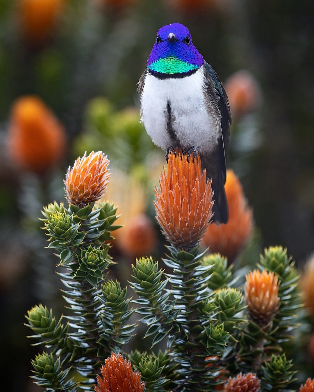 Ecuadorian Mountain Star - Hummingbird, Birds, Wild animals, wildlife, South America, The photo