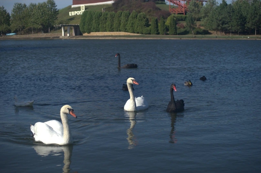 Lake in Krasnodar - My, Lake, Swans, sights, Krasnodar