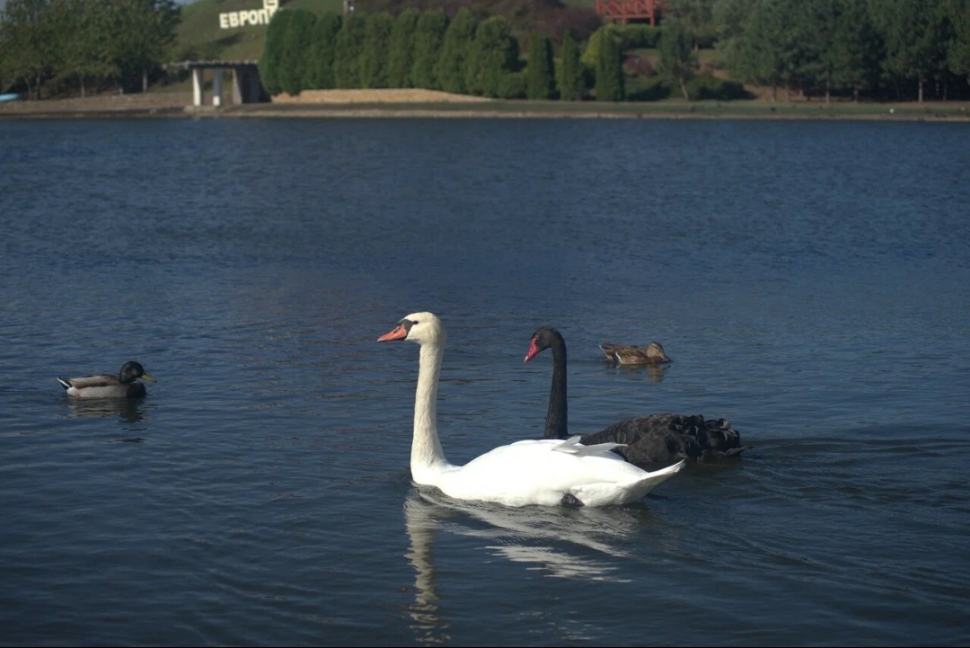 Lake in Krasnodar - My, Lake, Swans, sights, Krasnodar