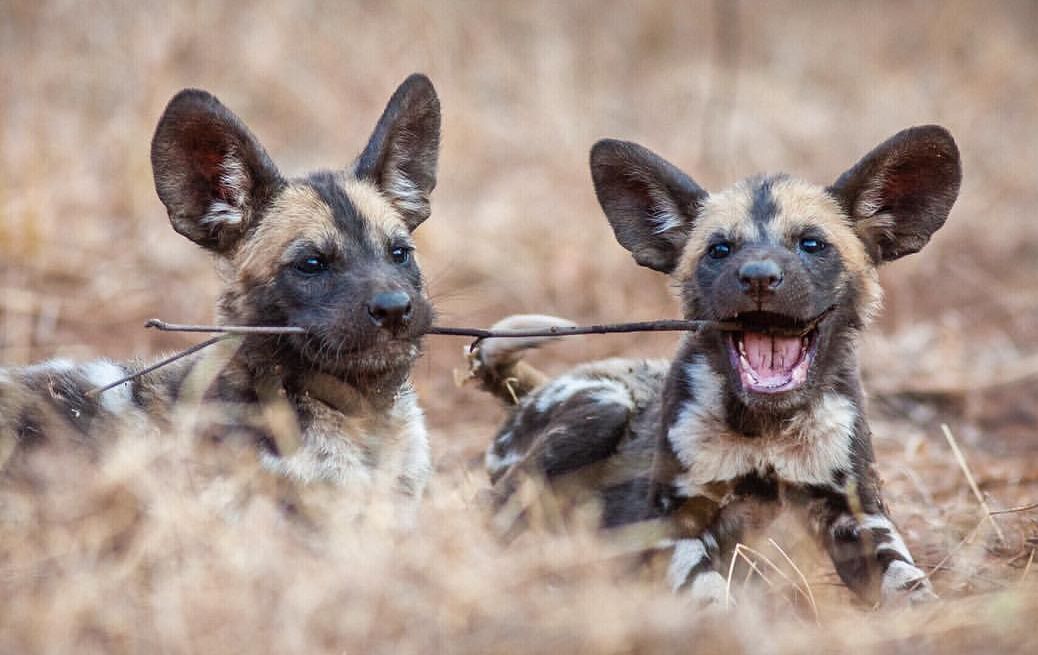 Help from a friend - Puppies, Hyena dog, Canines, Predatory animals, Wild animals, wildlife, Reserves and sanctuaries, South Africa, The photo, Branch