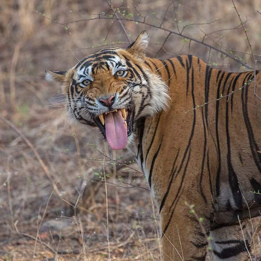 I sensed it - Bengal tiger, Tiger, Big cats, Cat family, Predatory animals, Wild animals, wildlife, National park, India, The photo, Flemen