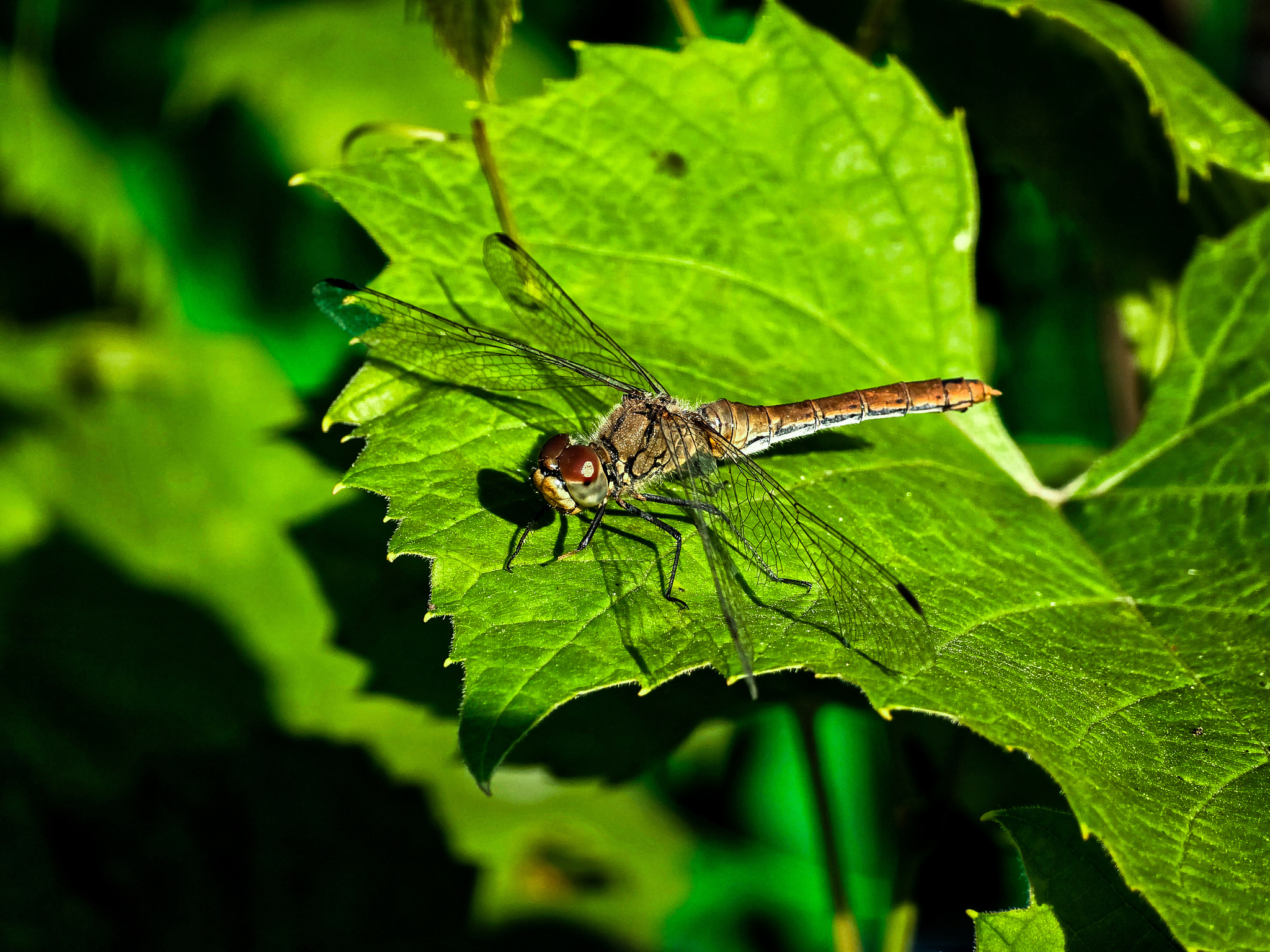 Dragonfly - My, Dragonfly, Nature, Mobile photography, Longpost