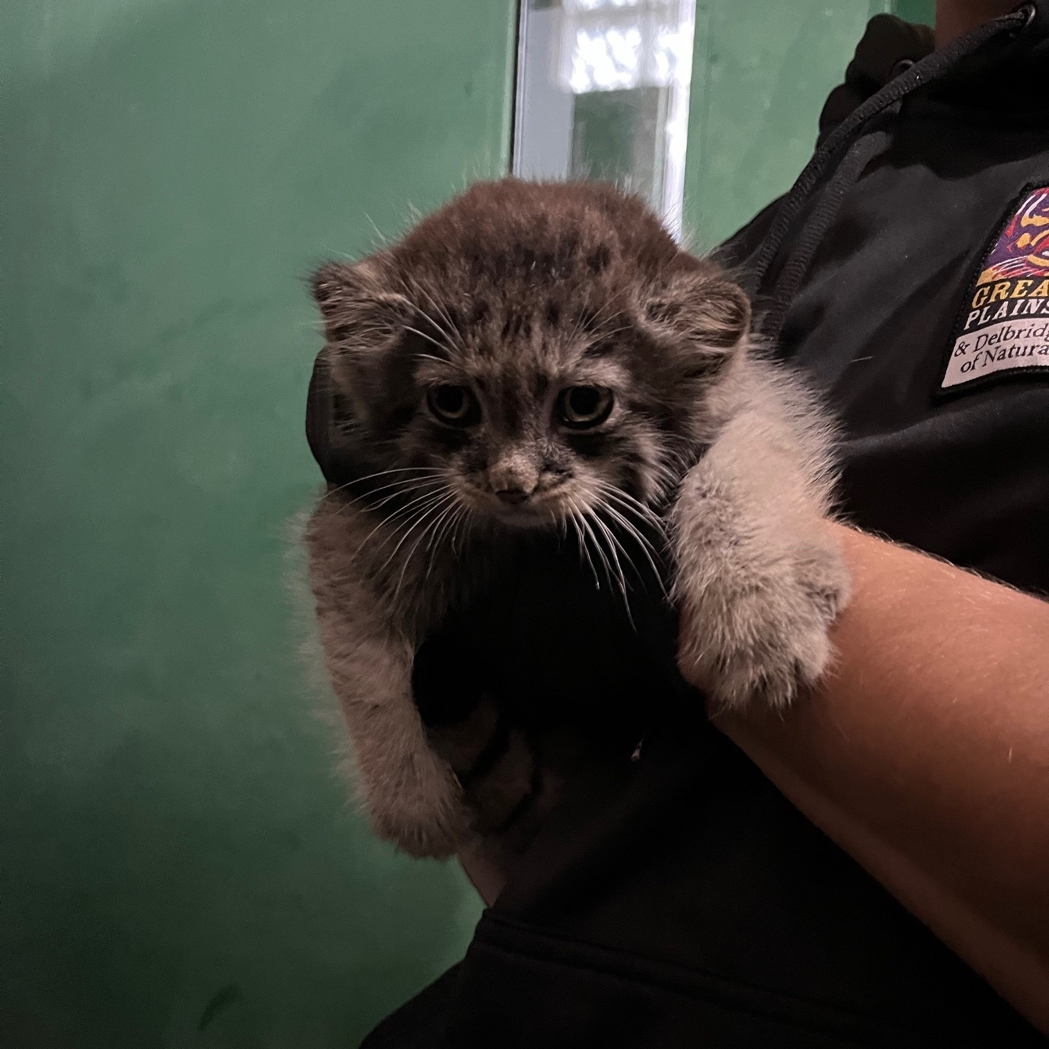 Kazyavochka - Pallas' cat, Small cats, Veterinary, Cat family, Predatory animals, Young, Zoo, The photo, Facebook (link), Longpost