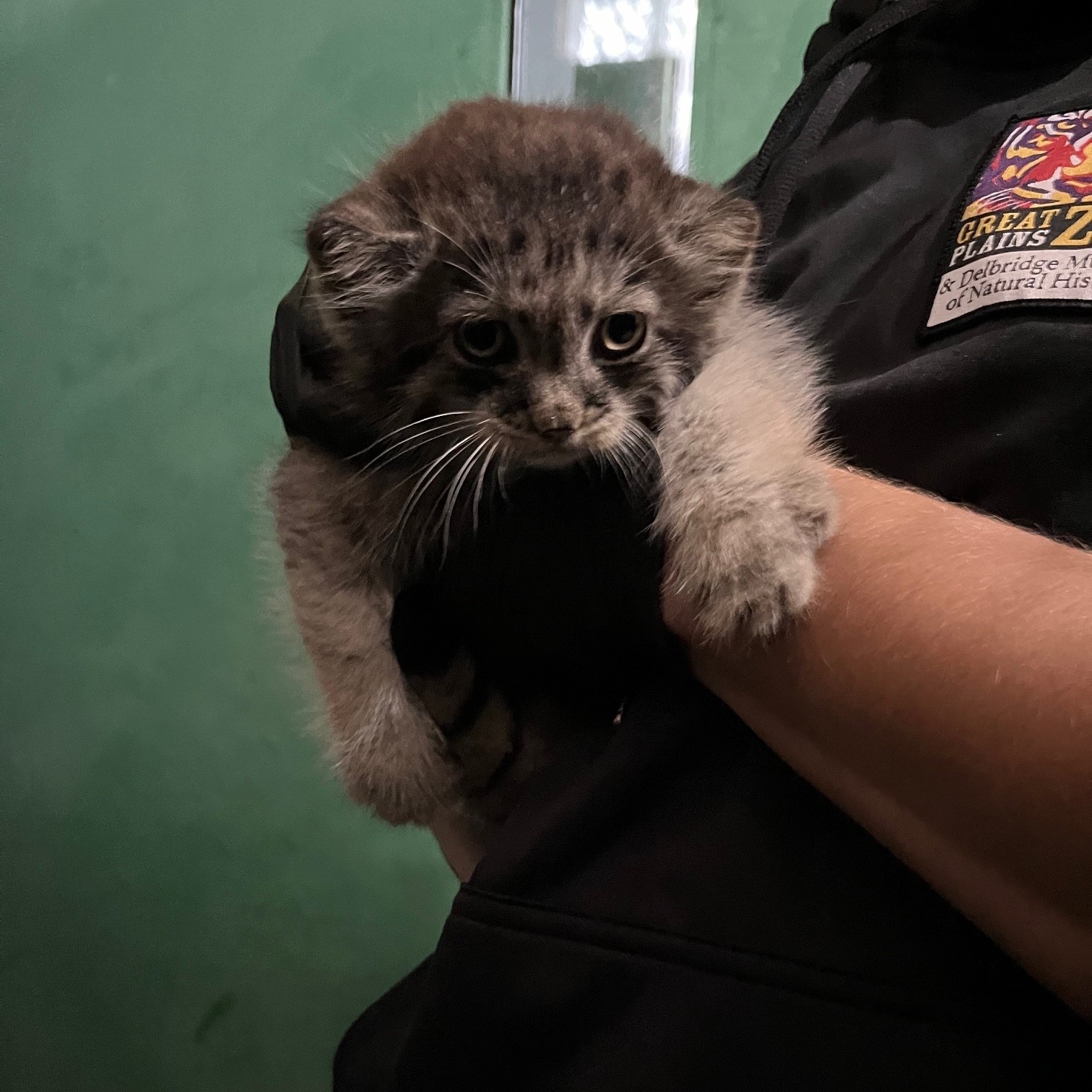 Kazyavochka - Pallas' cat, Small cats, Veterinary, Cat family, Predatory animals, Young, Zoo, The photo, Facebook (link), Longpost