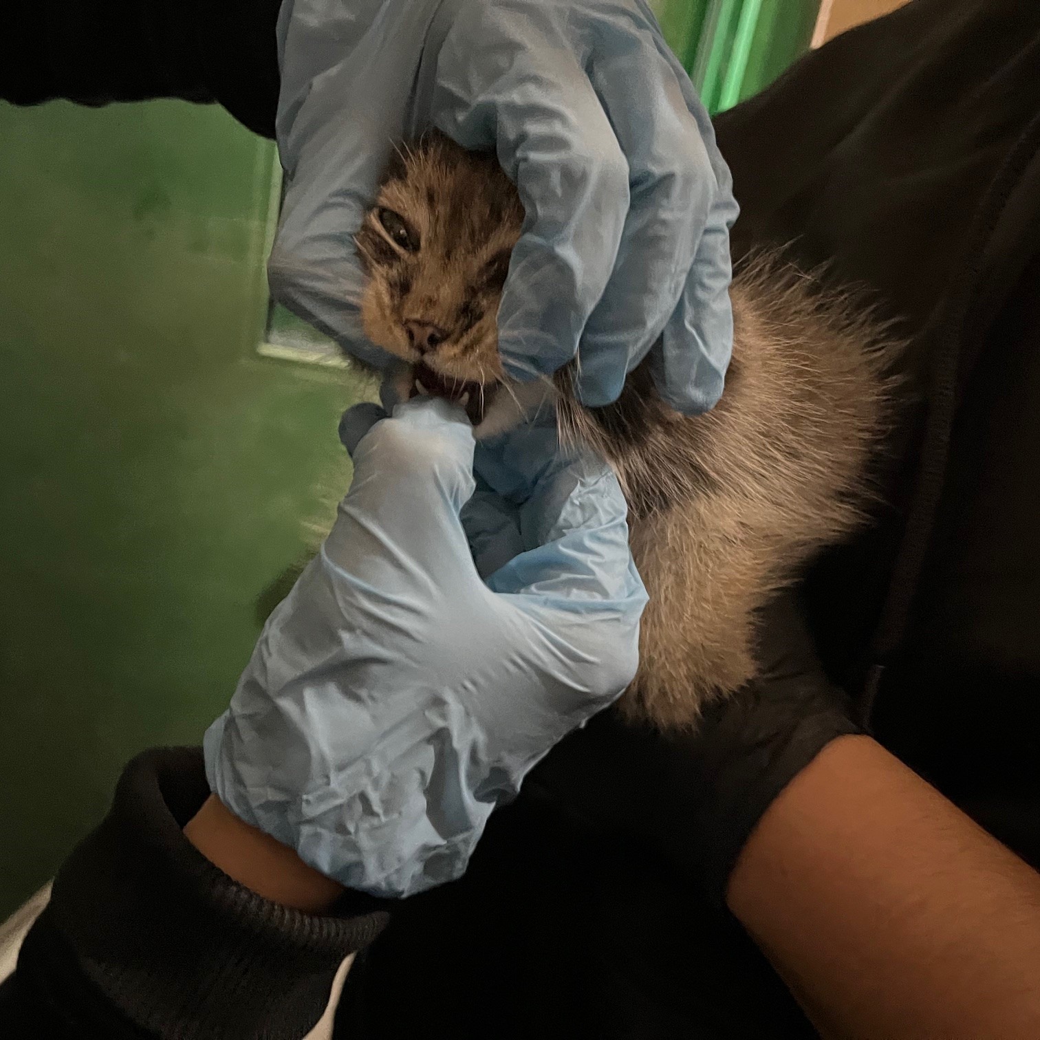 Kazyavochka - Pallas' cat, Small cats, Veterinary, Cat family, Predatory animals, Young, Zoo, The photo, Facebook (link), Longpost