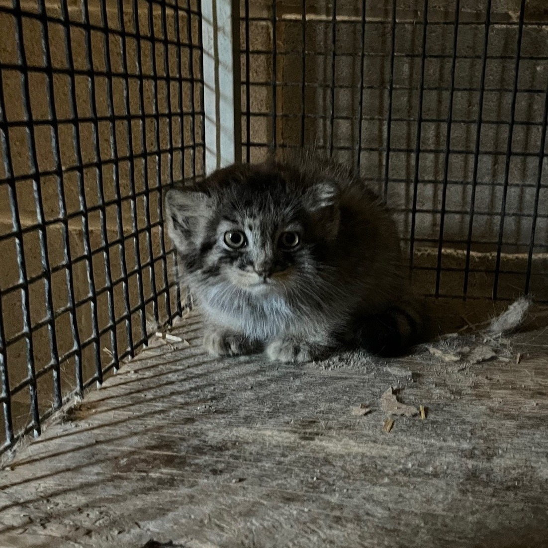 Kazyavochka - Pallas' cat, Small cats, Veterinary, Cat family, Predatory animals, Young, Zoo, The photo, Facebook (link), Longpost