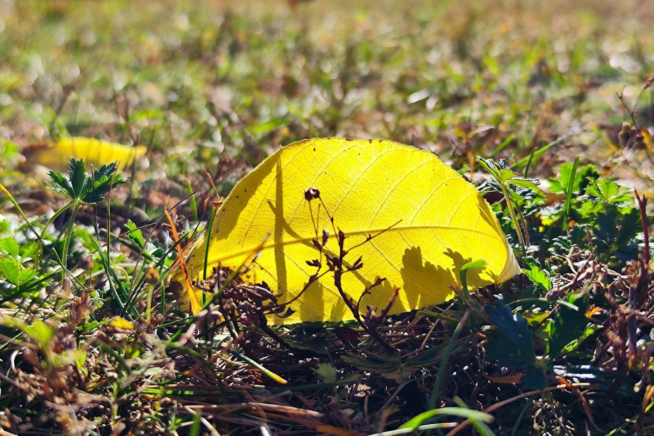 Sunny autumn leaf - My, Crossposting, Mobile photography, Nature, Autumn, Autumn leaves