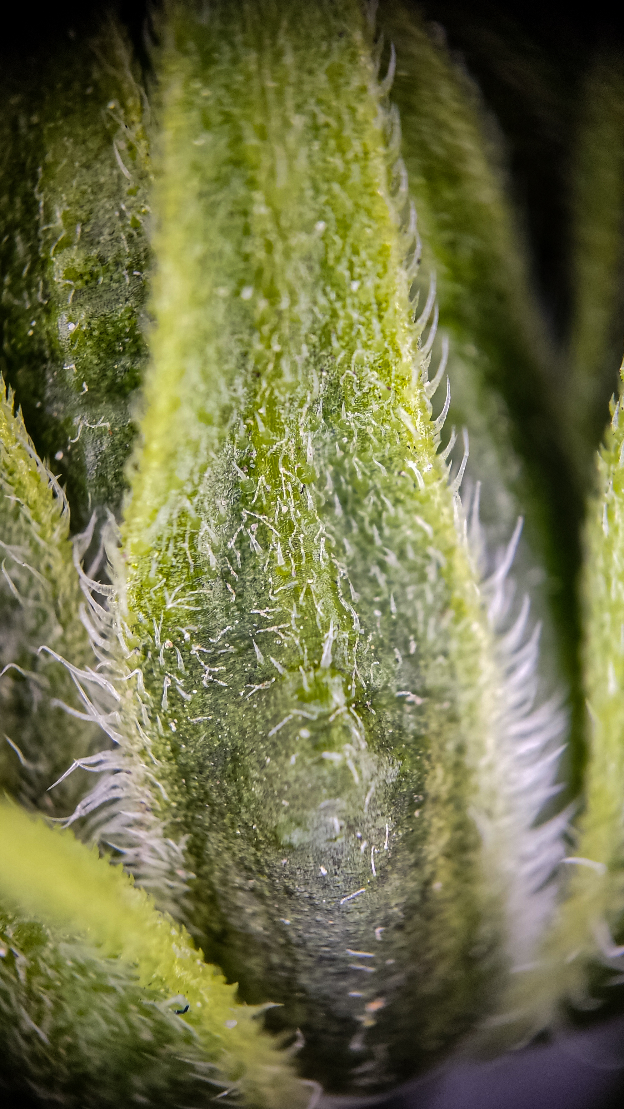 Photo project Let's take a closer look post #94. Jerusalem artichoke? - My, Bloom, Garden, Plants, Vegetables, The nature of Russia, Macro photography, Microfilming, Gardening, Nature, Food, Longpost