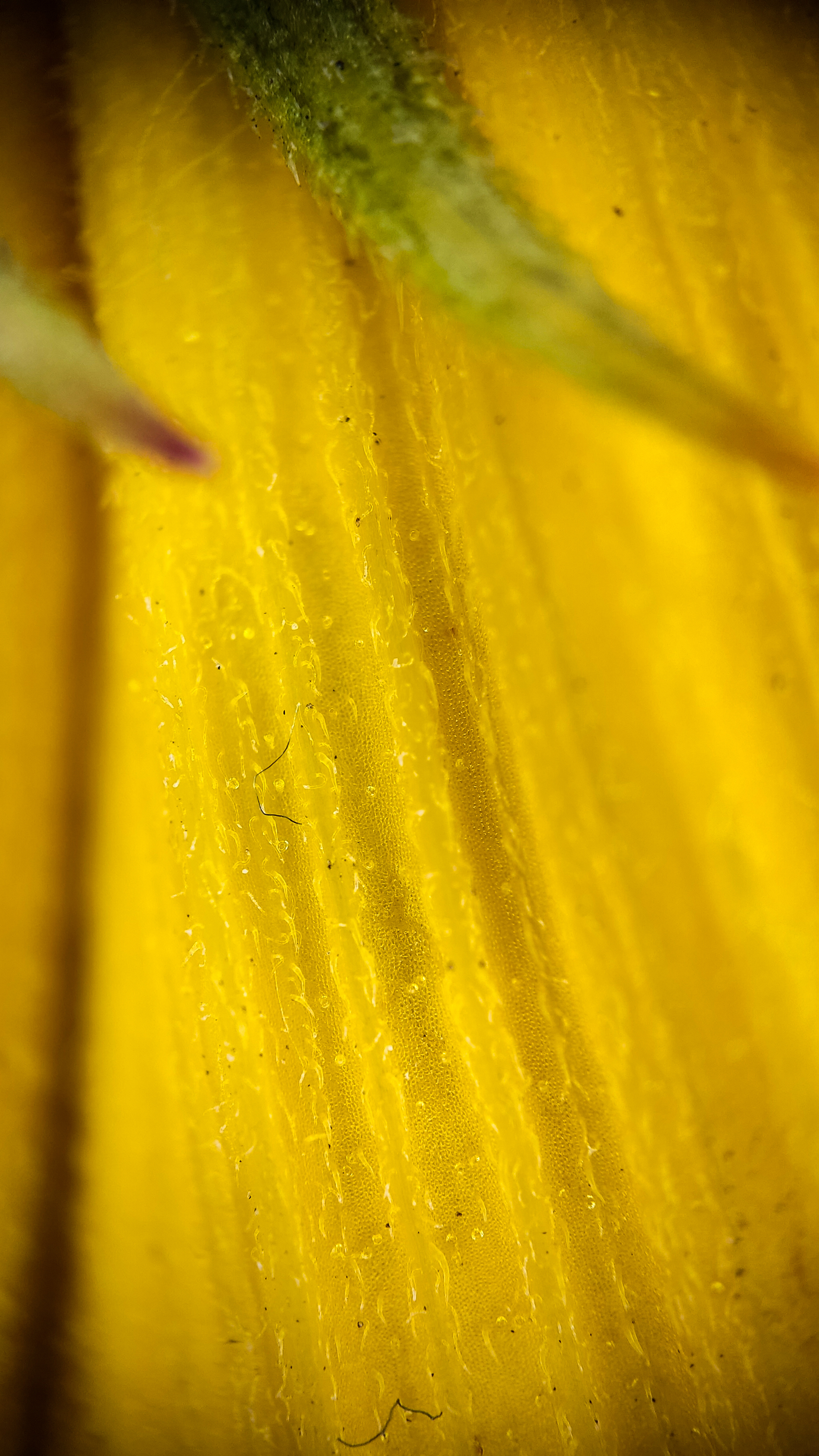 Photo project Let's take a closer look post #94. Jerusalem artichoke? - My, Bloom, Garden, Plants, Vegetables, The nature of Russia, Macro photography, Microfilming, Gardening, Nature, Food, Longpost