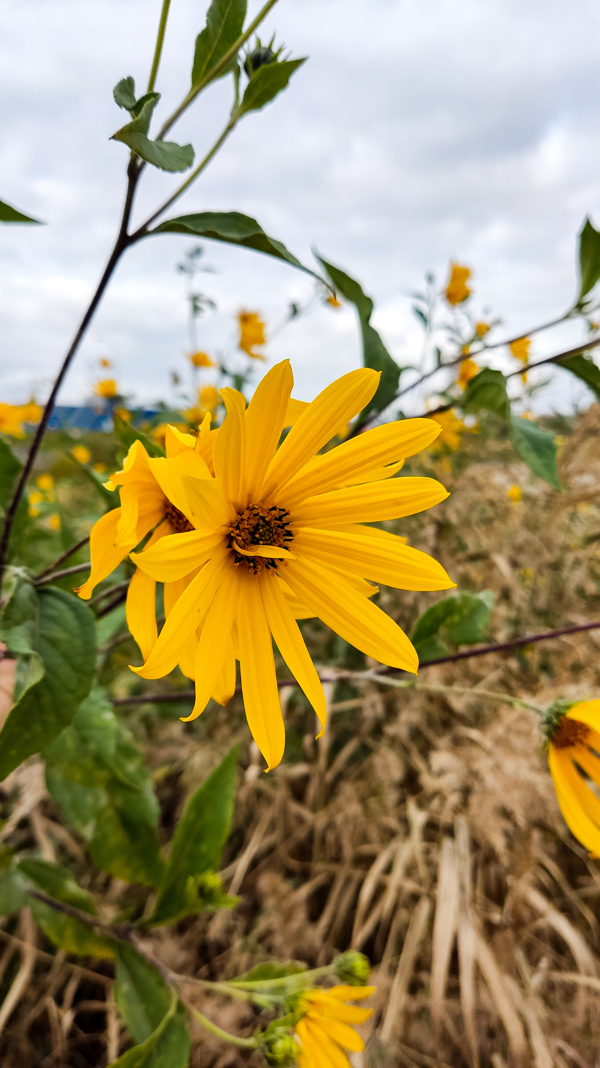 Photo project Let's take a closer look post #94. Jerusalem artichoke? - My, Bloom, Garden, Plants, Vegetables, The nature of Russia, Macro photography, Microfilming, Gardening, Nature, Food, Longpost