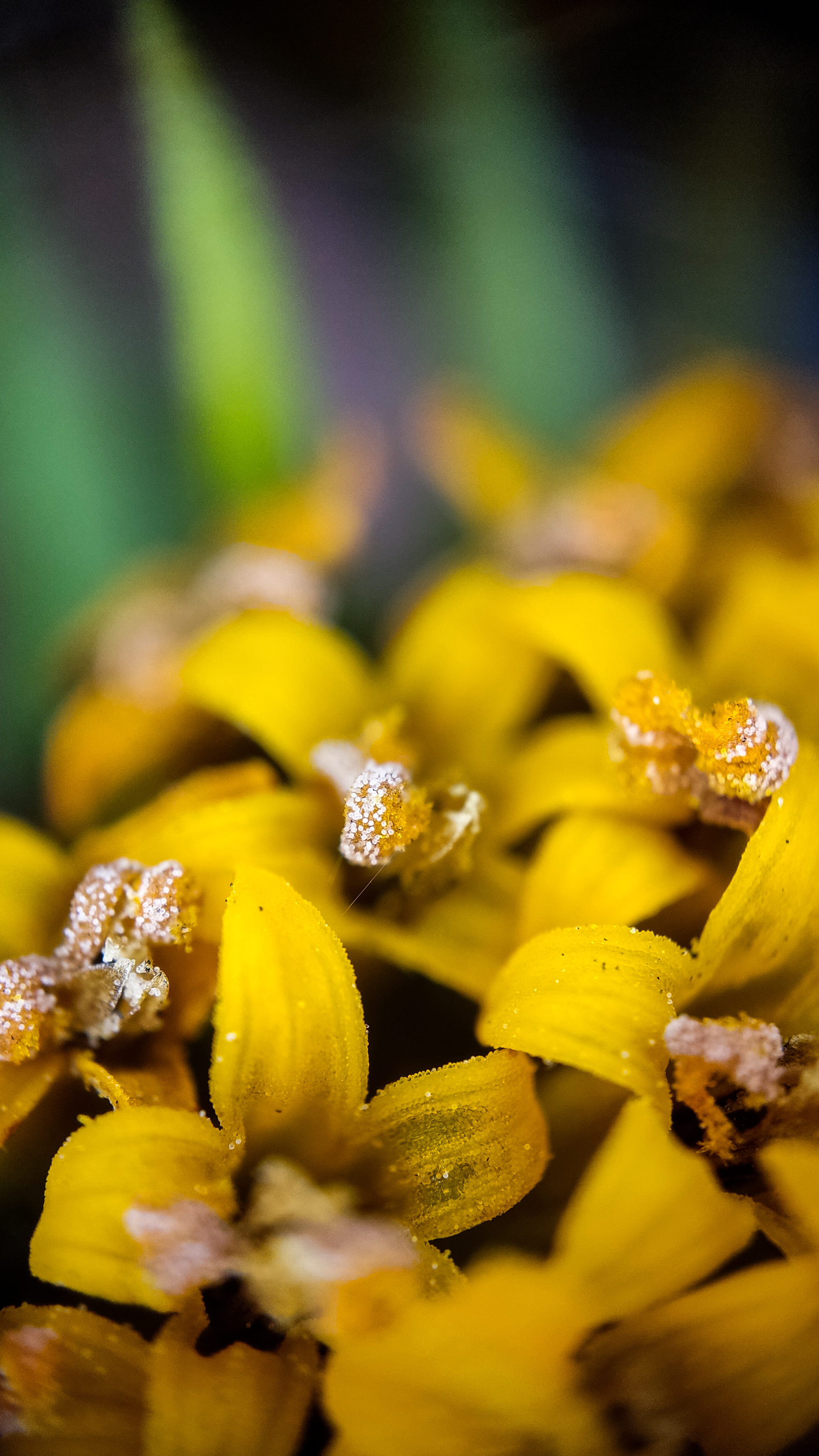 Photo project Let's take a closer look post #94. Jerusalem artichoke? - My, Bloom, Garden, Plants, Vegetables, The nature of Russia, Macro photography, Microfilming, Gardening, Nature, Food, Longpost