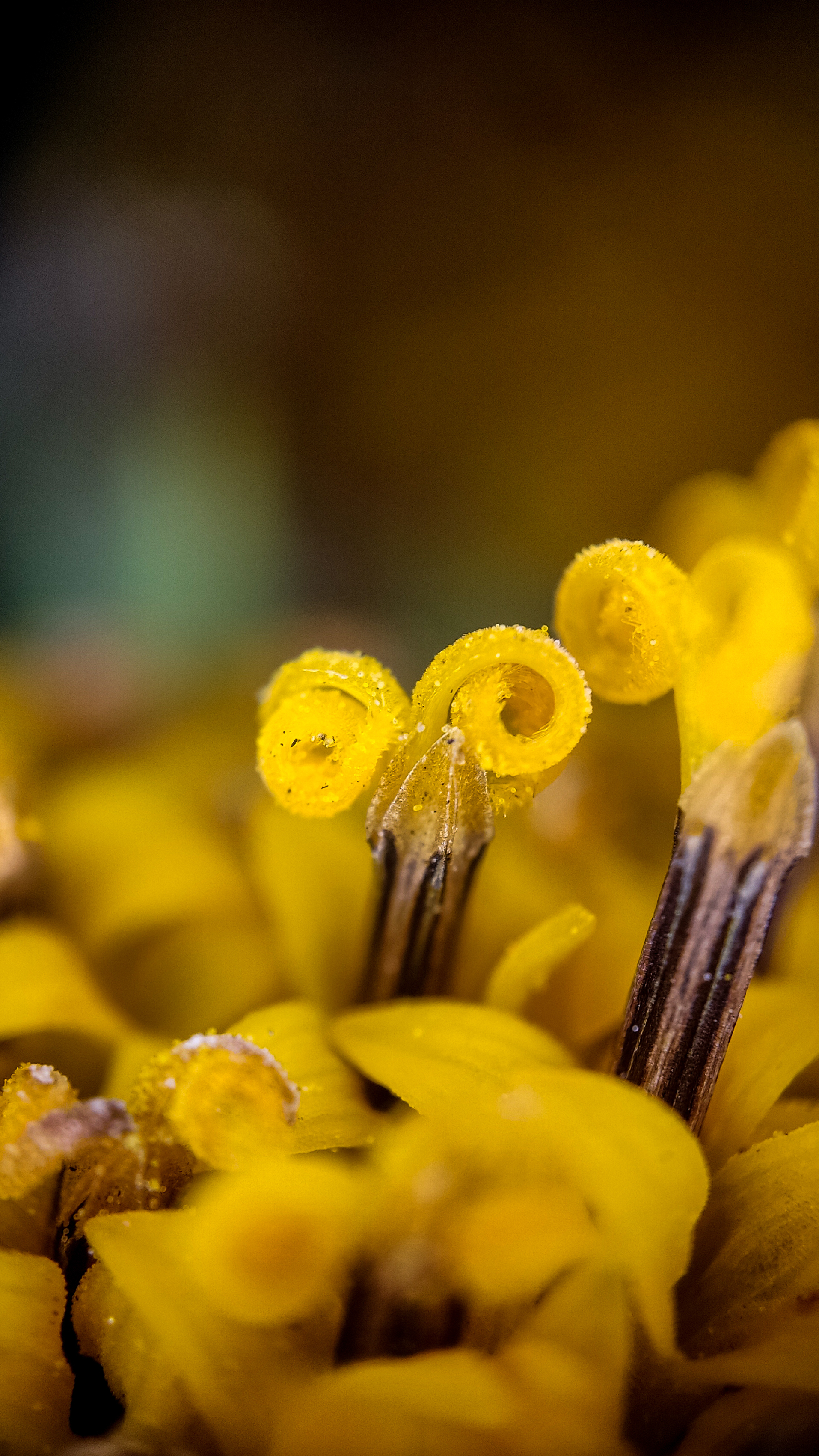 Photo project Let's take a closer look post #94. Jerusalem artichoke? - My, Bloom, Garden, Plants, Vegetables, The nature of Russia, Macro photography, Microfilming, Gardening, Nature, Food, Longpost