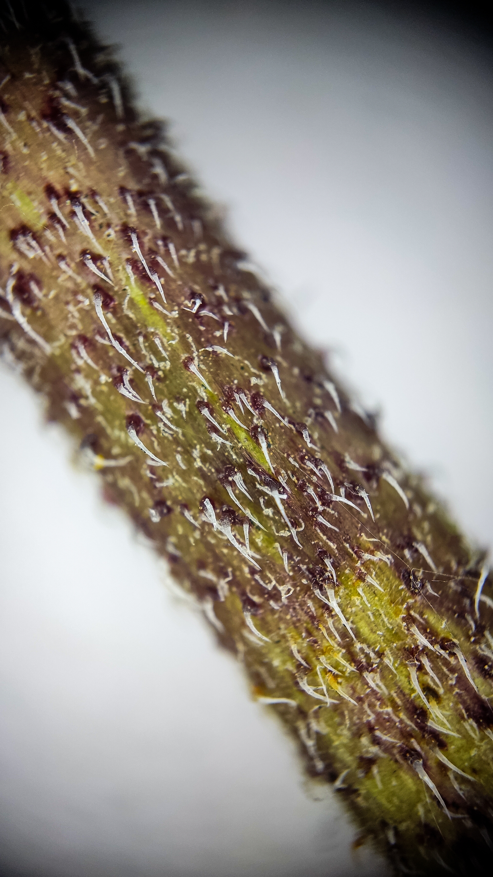 Photo project Let's take a closer look post #94. Jerusalem artichoke? - My, Bloom, Garden, Plants, Vegetables, The nature of Russia, Macro photography, Microfilming, Gardening, Nature, Food, Longpost