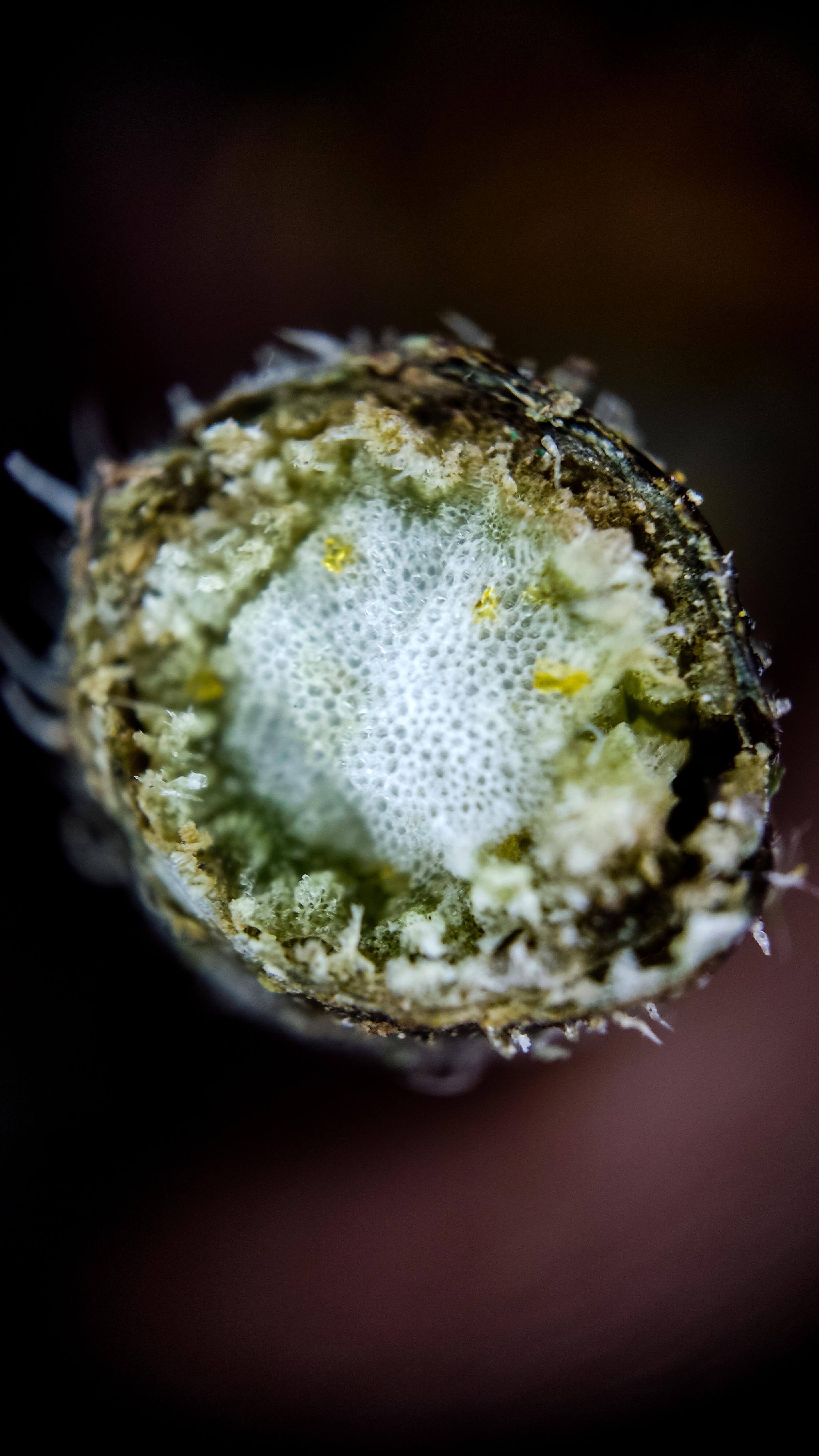 Photo project Let's take a closer look post #94. Jerusalem artichoke? - My, Bloom, Garden, Plants, Vegetables, The nature of Russia, Macro photography, Microfilming, Gardening, Nature, Food, Longpost