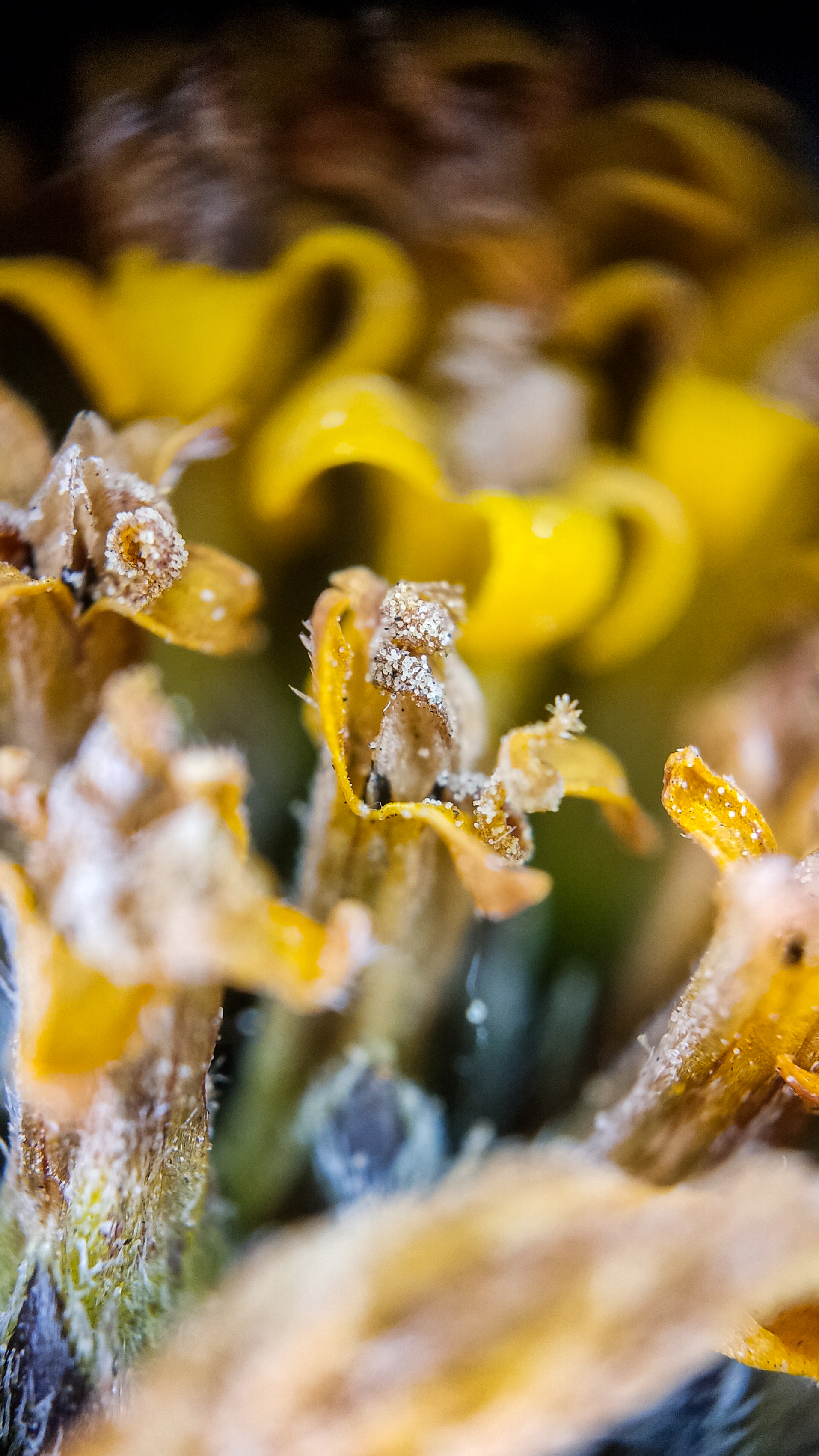 Photo project Let's take a closer look post #94. Jerusalem artichoke? - My, Bloom, Garden, Plants, Vegetables, The nature of Russia, Macro photography, Microfilming, Gardening, Nature, Food, Longpost