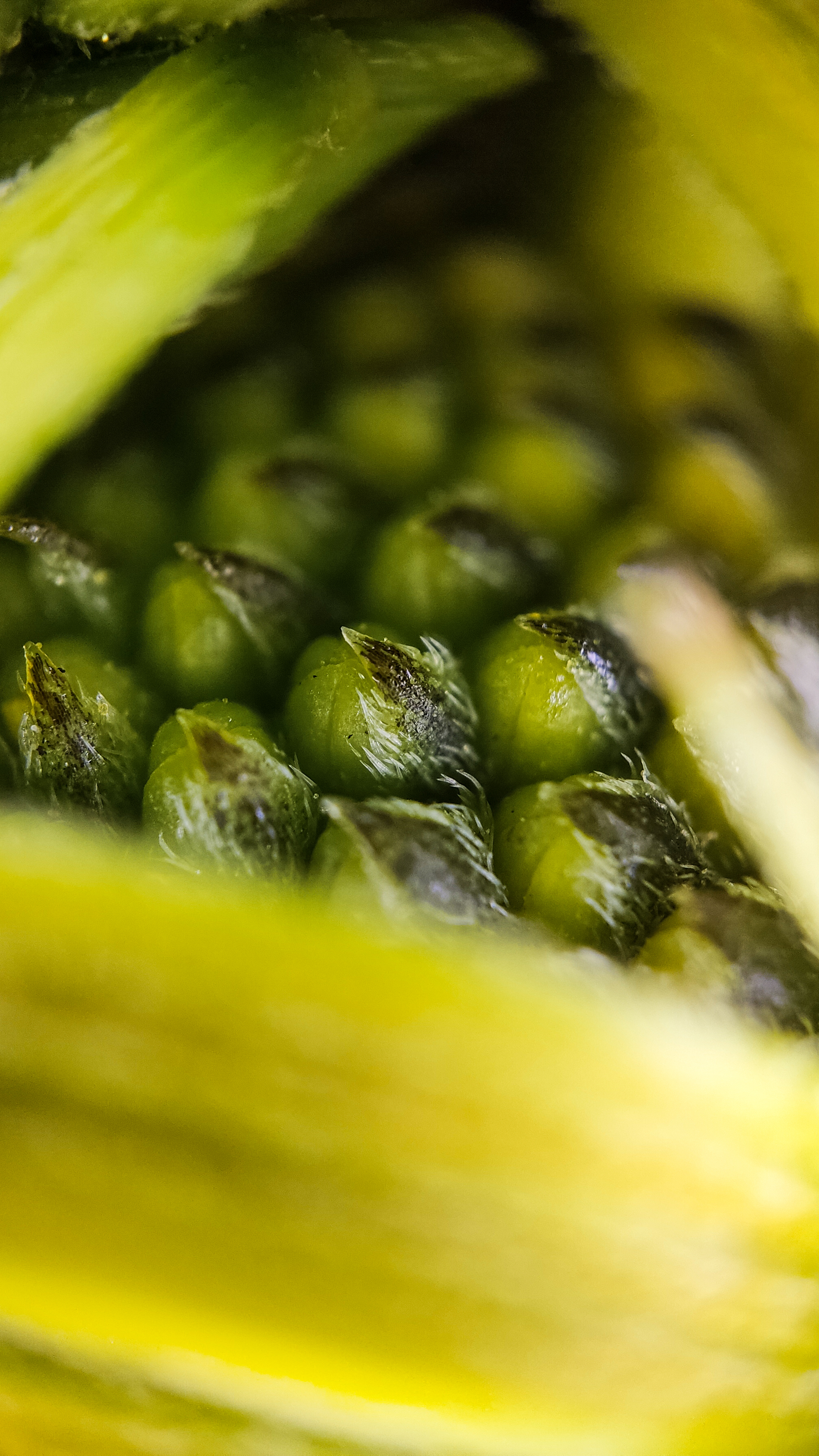 Photo project Let's take a closer look post #94. Jerusalem artichoke? - My, Bloom, Garden, Plants, Vegetables, The nature of Russia, Macro photography, Microfilming, Gardening, Nature, Food, Longpost