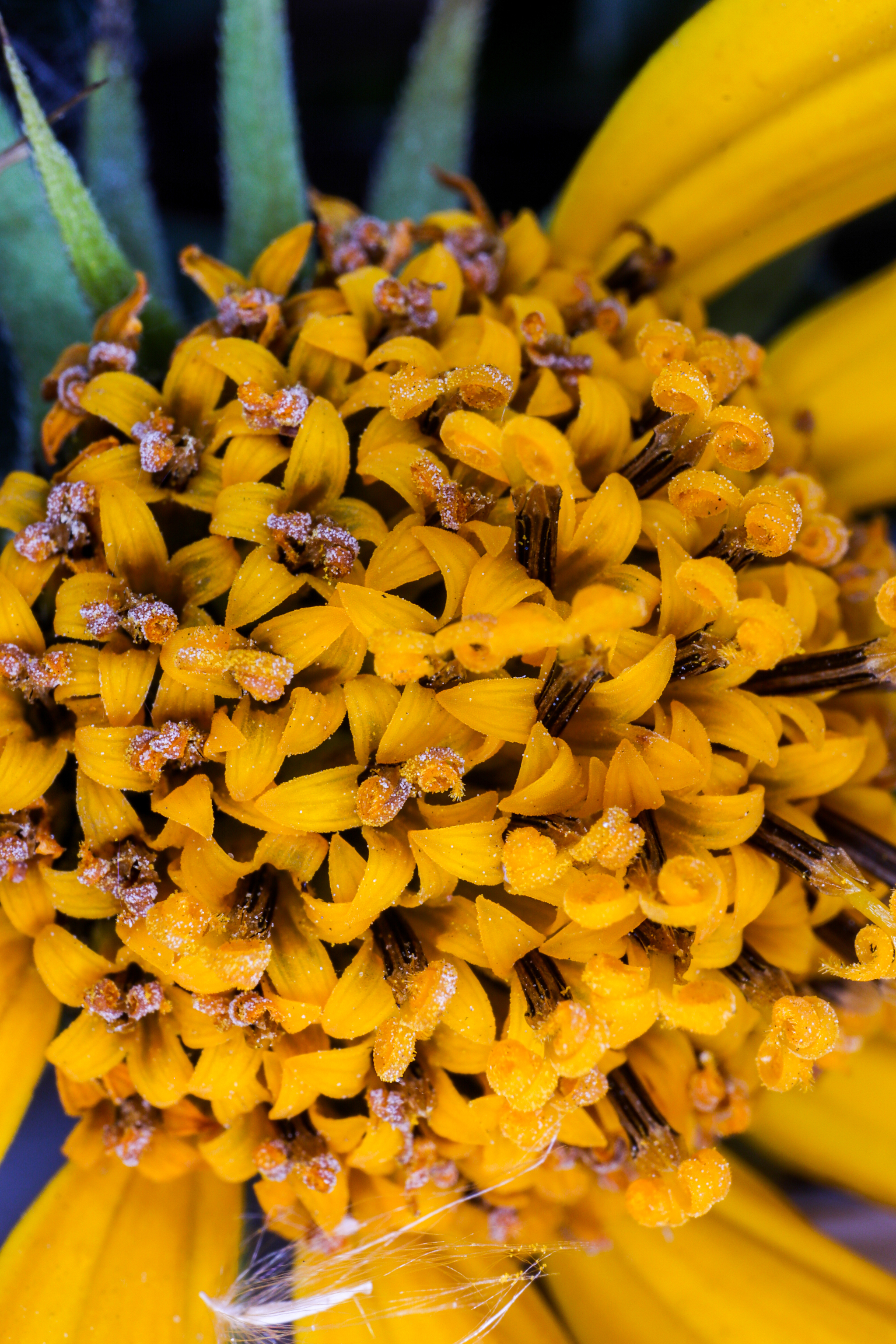 Photo project Let's take a closer look post #94. Jerusalem artichoke? - My, Bloom, Garden, Plants, Vegetables, The nature of Russia, Macro photography, Microfilming, Gardening, Nature, Food, Longpost