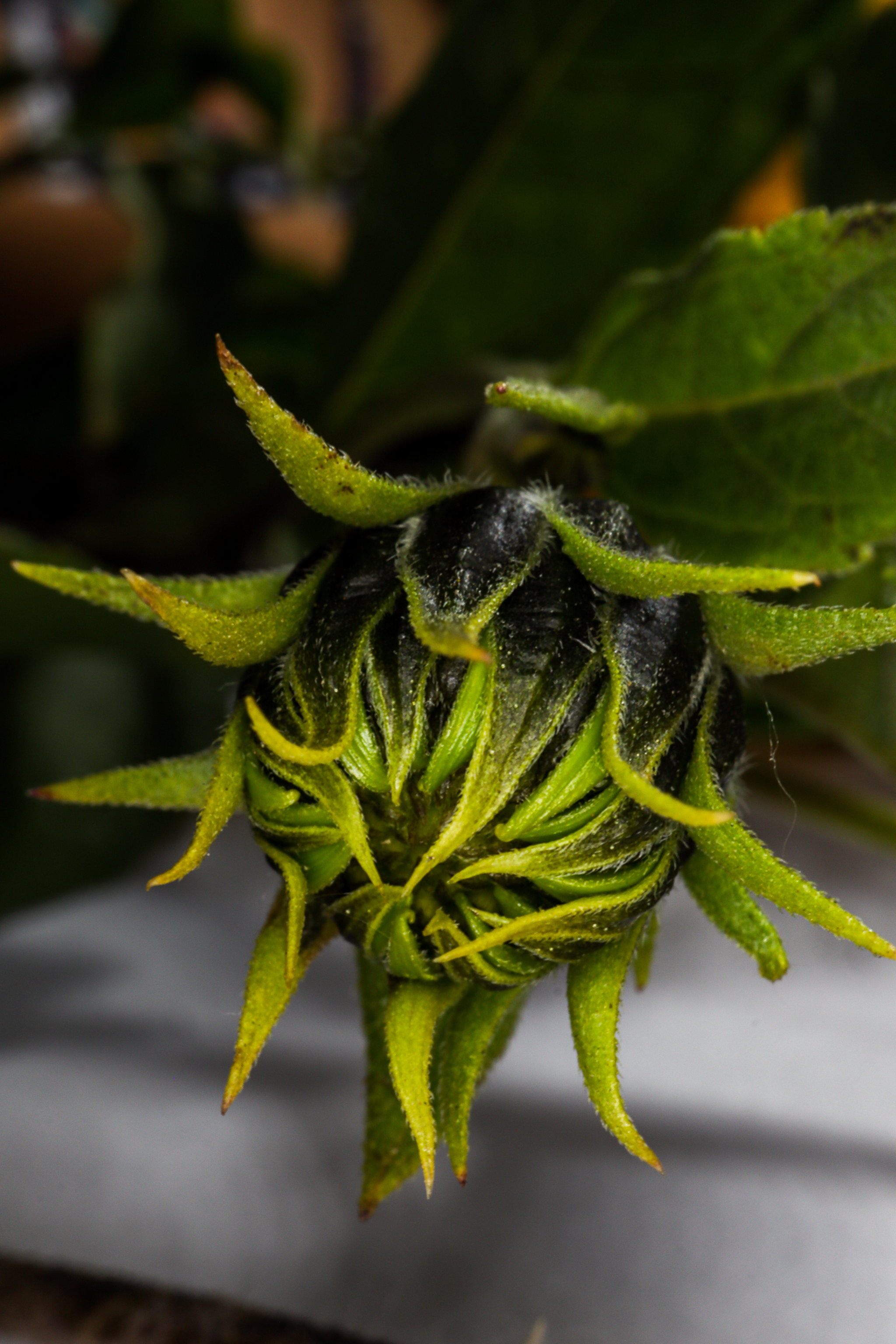 Photo project Let's take a closer look post #94. Jerusalem artichoke? - My, Bloom, Garden, Plants, Vegetables, The nature of Russia, Macro photography, Microfilming, Gardening, Nature, Food, Longpost