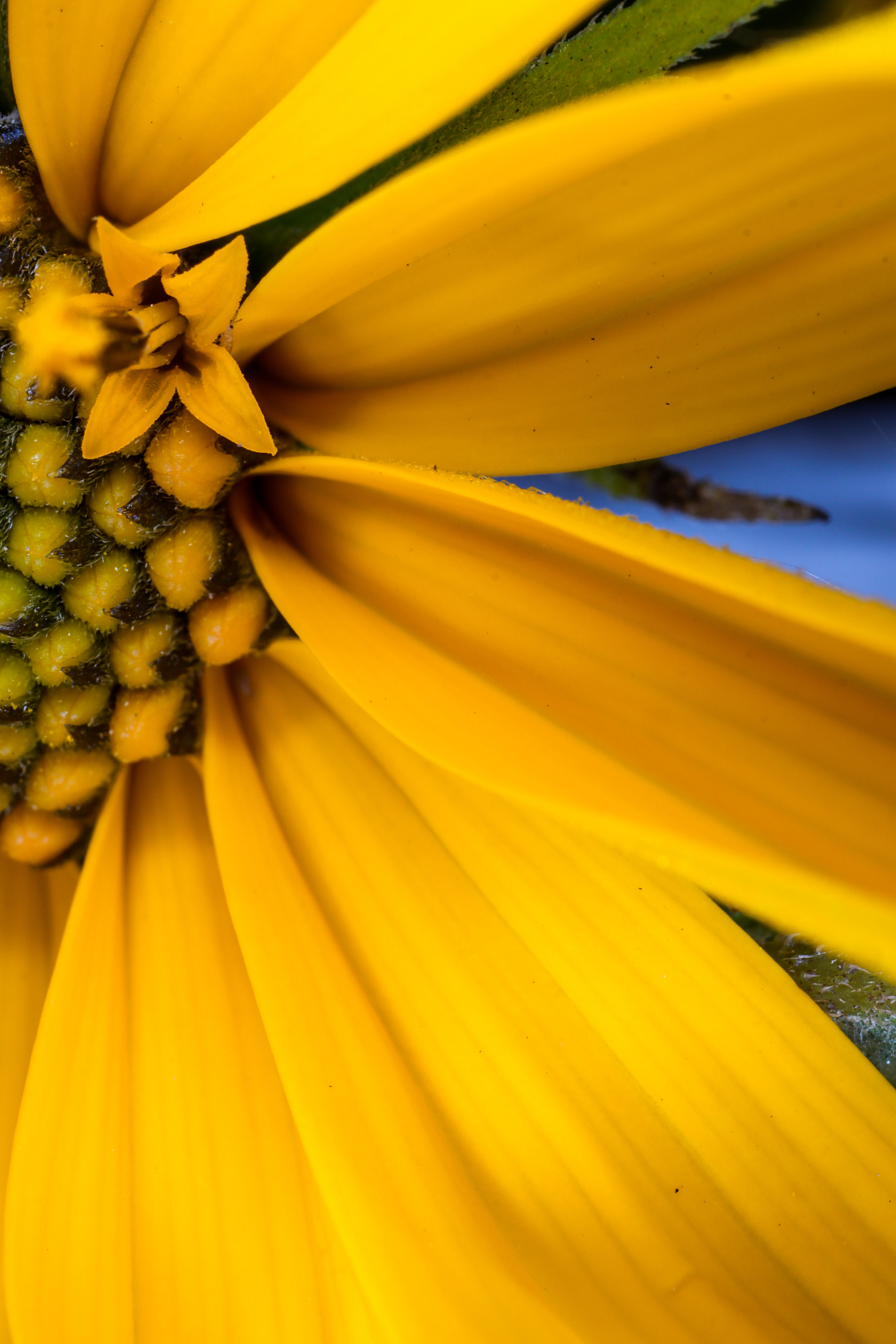 Photo project Let's take a closer look post #94. Jerusalem artichoke? - My, Bloom, Garden, Plants, Vegetables, The nature of Russia, Macro photography, Microfilming, Gardening, Nature, Food, Longpost