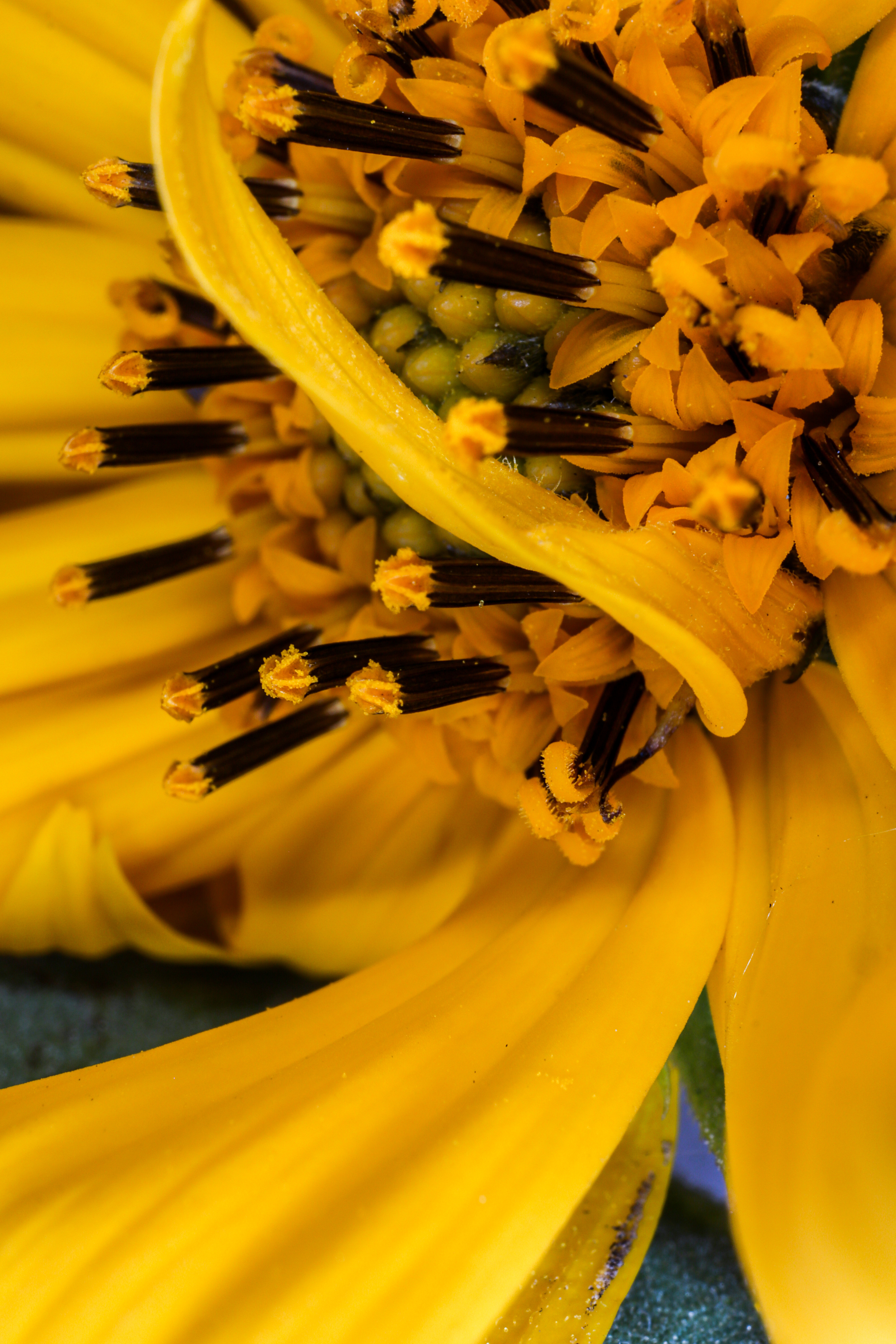 Photo project Let's take a closer look post #94. Jerusalem artichoke? - My, Bloom, Garden, Plants, Vegetables, The nature of Russia, Macro photography, Microfilming, Gardening, Nature, Food, Longpost